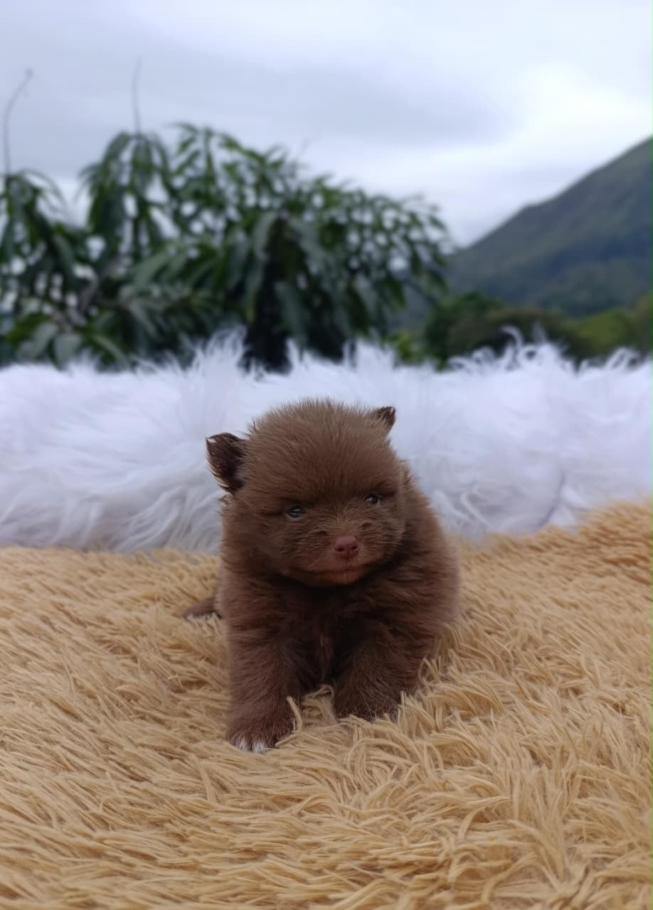 Pomerania Chocolate Macho