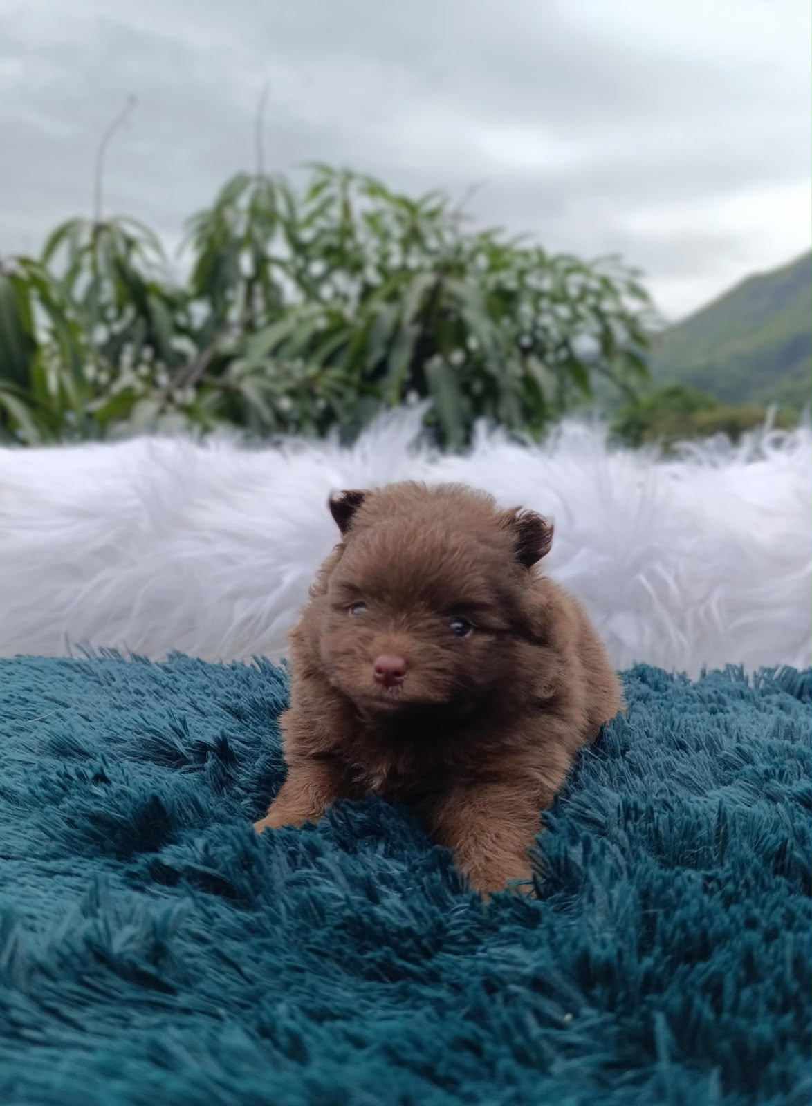 Pomerania Chocolate