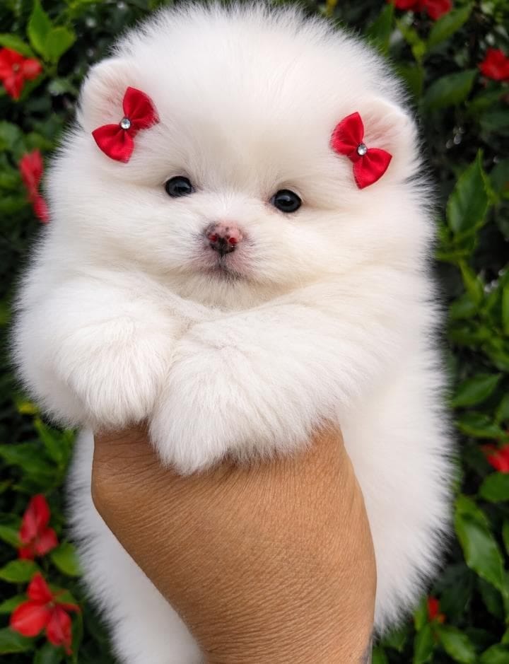 Pomerania Hembrita Blanco