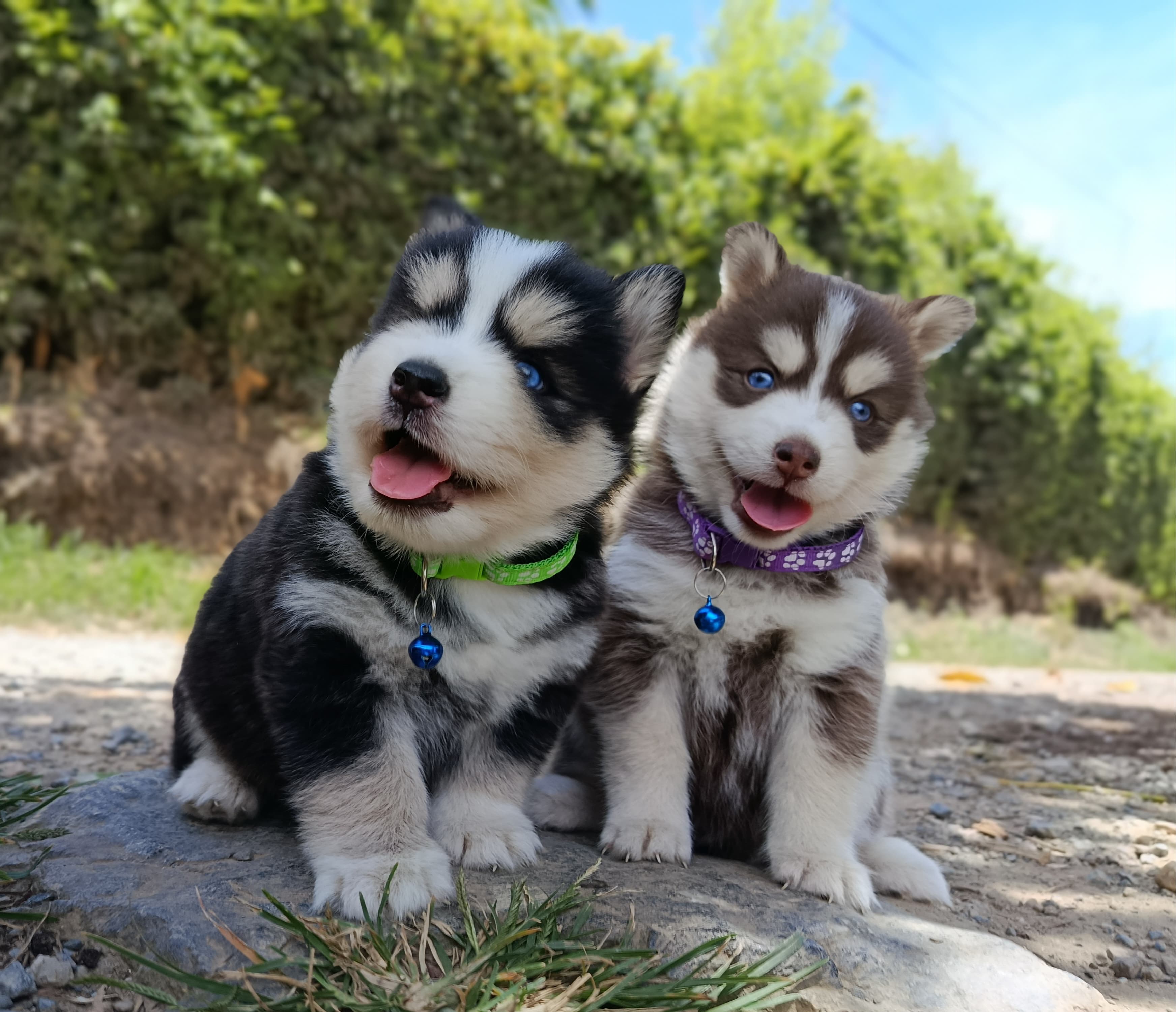Machito pomsky