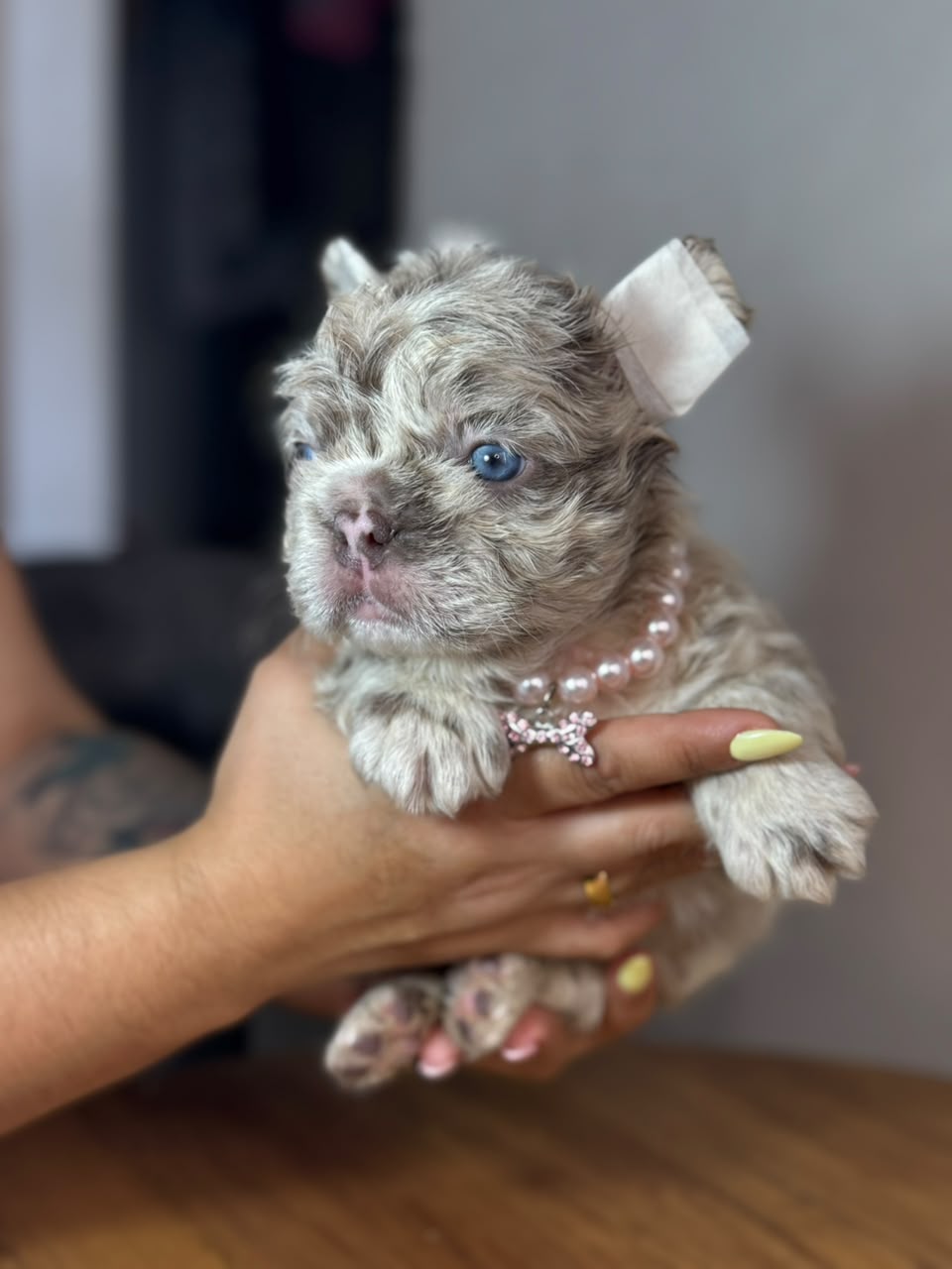 Frenchie Fluffy Merle