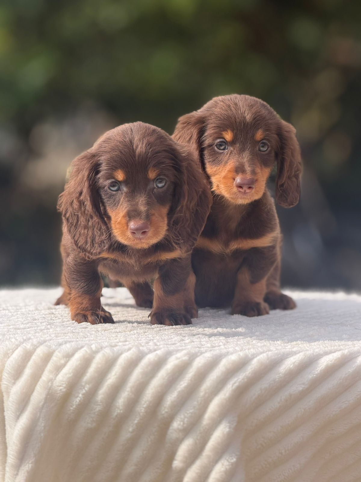 Teckel Black and tan