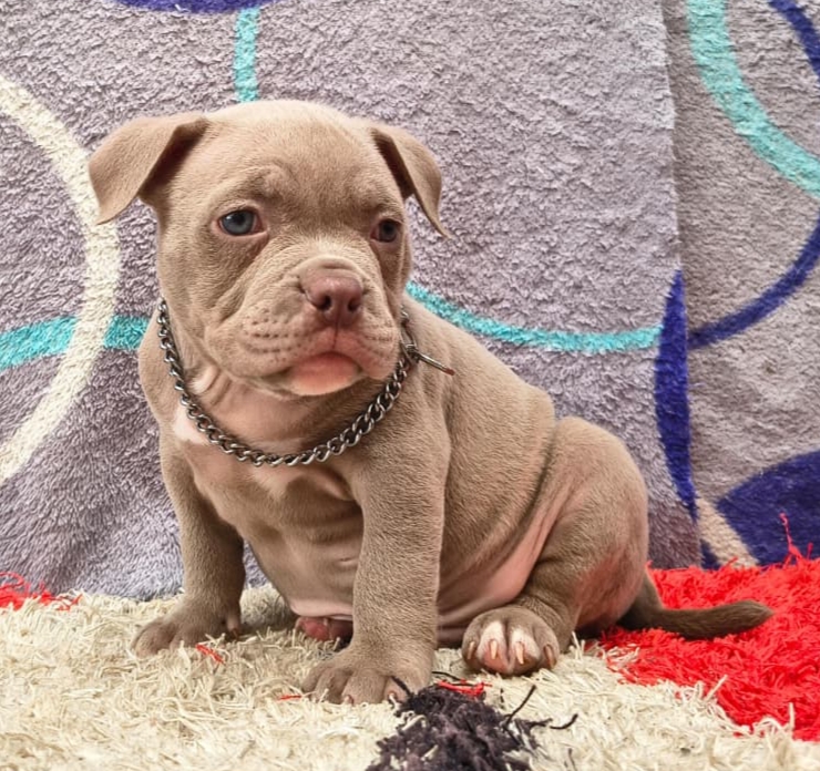 Machito Blue American Bully