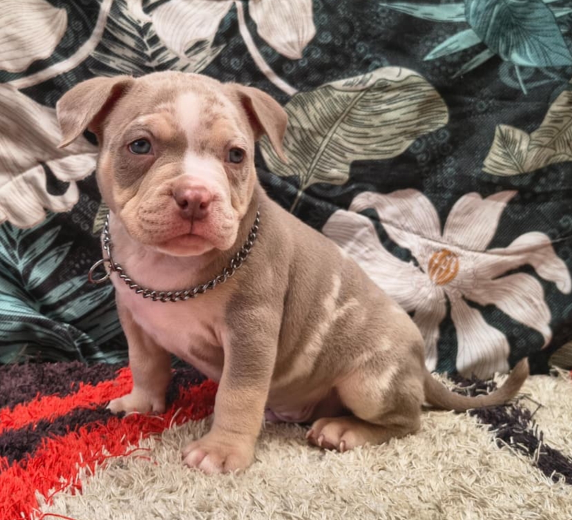 Macho American Bully