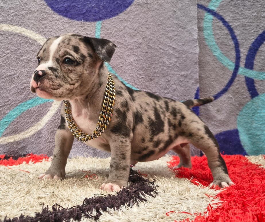 Hembra American Bully Blue Merle
