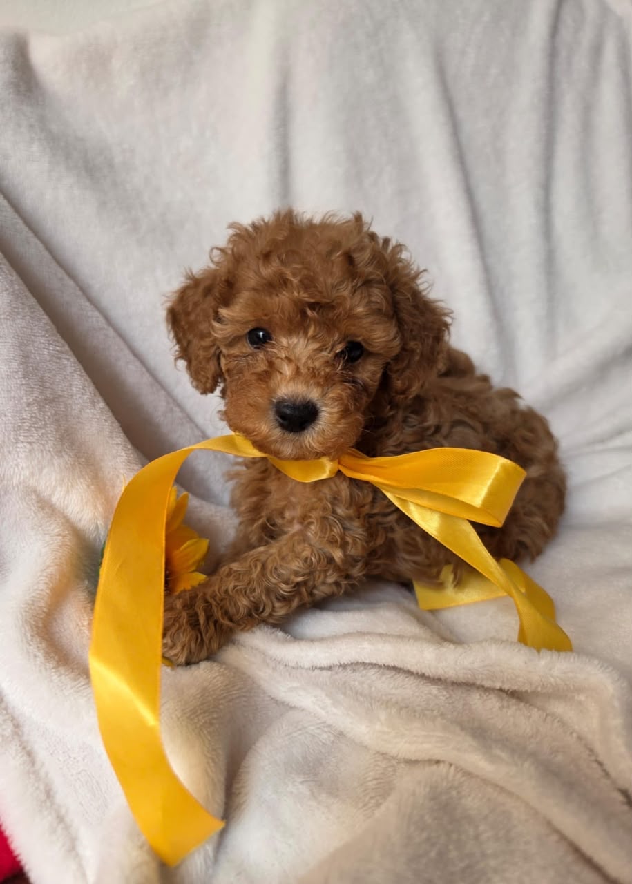Poodle Mini Red