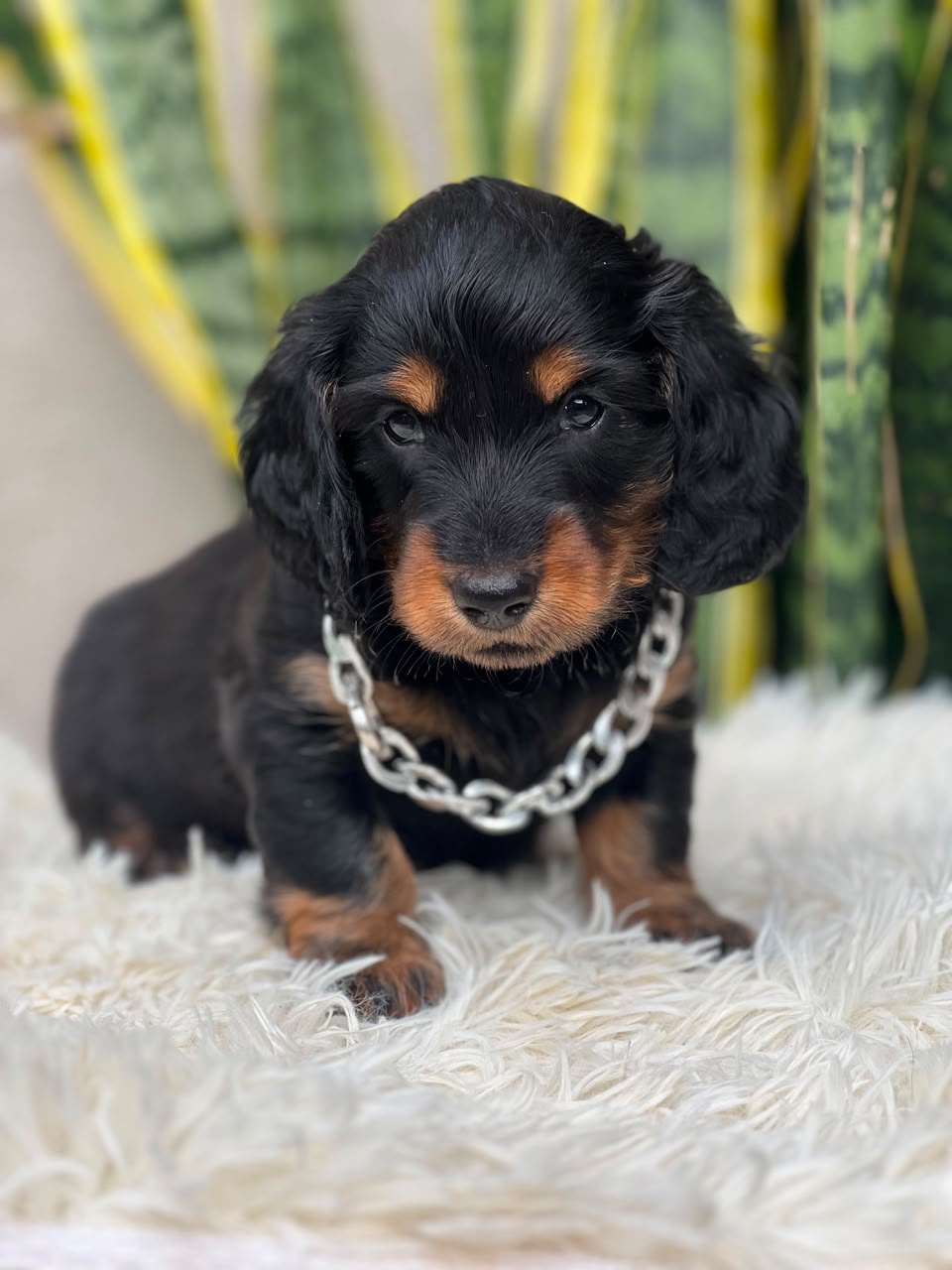 Teckel Black And Tan