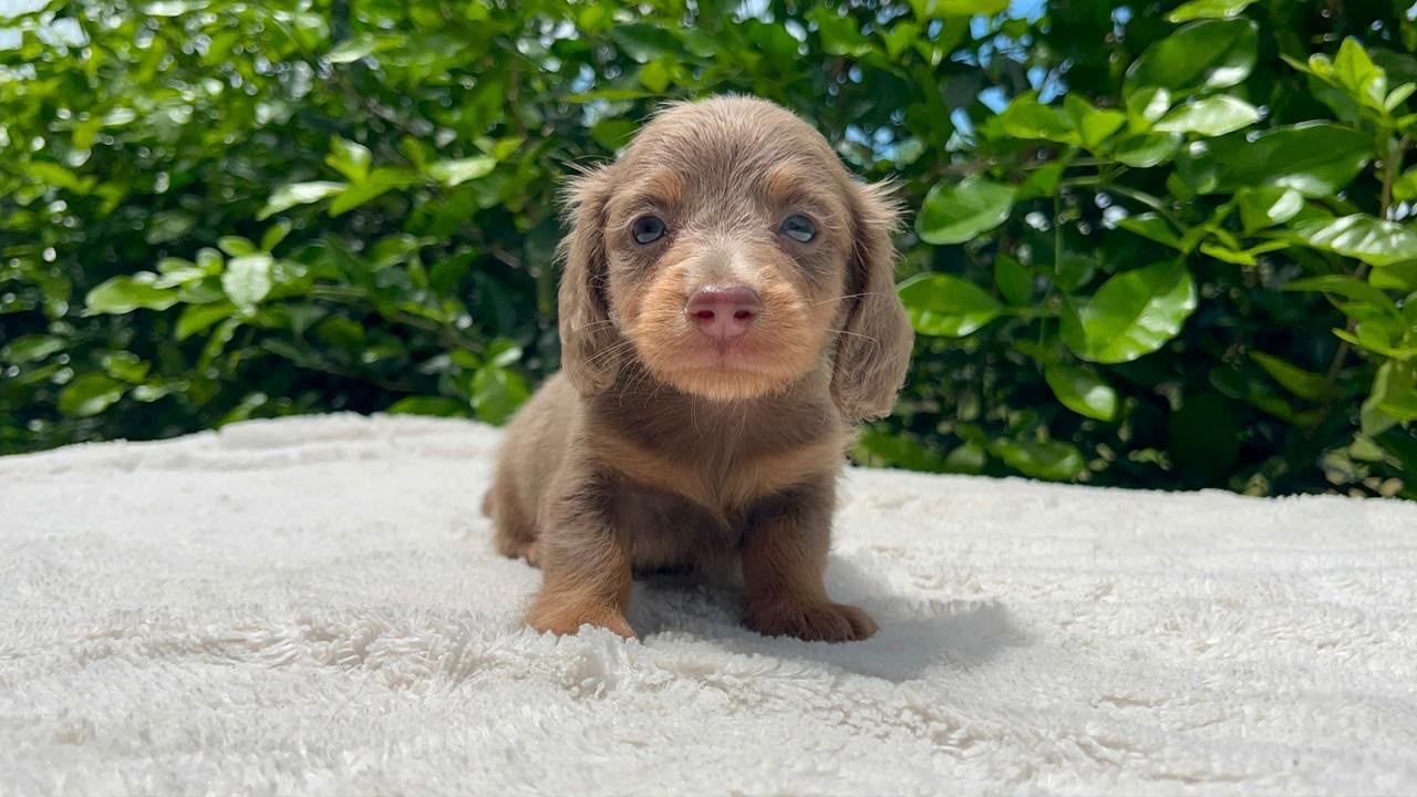 Machito Choco And Tan