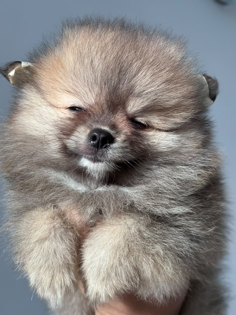 Machito Sable Lobo
