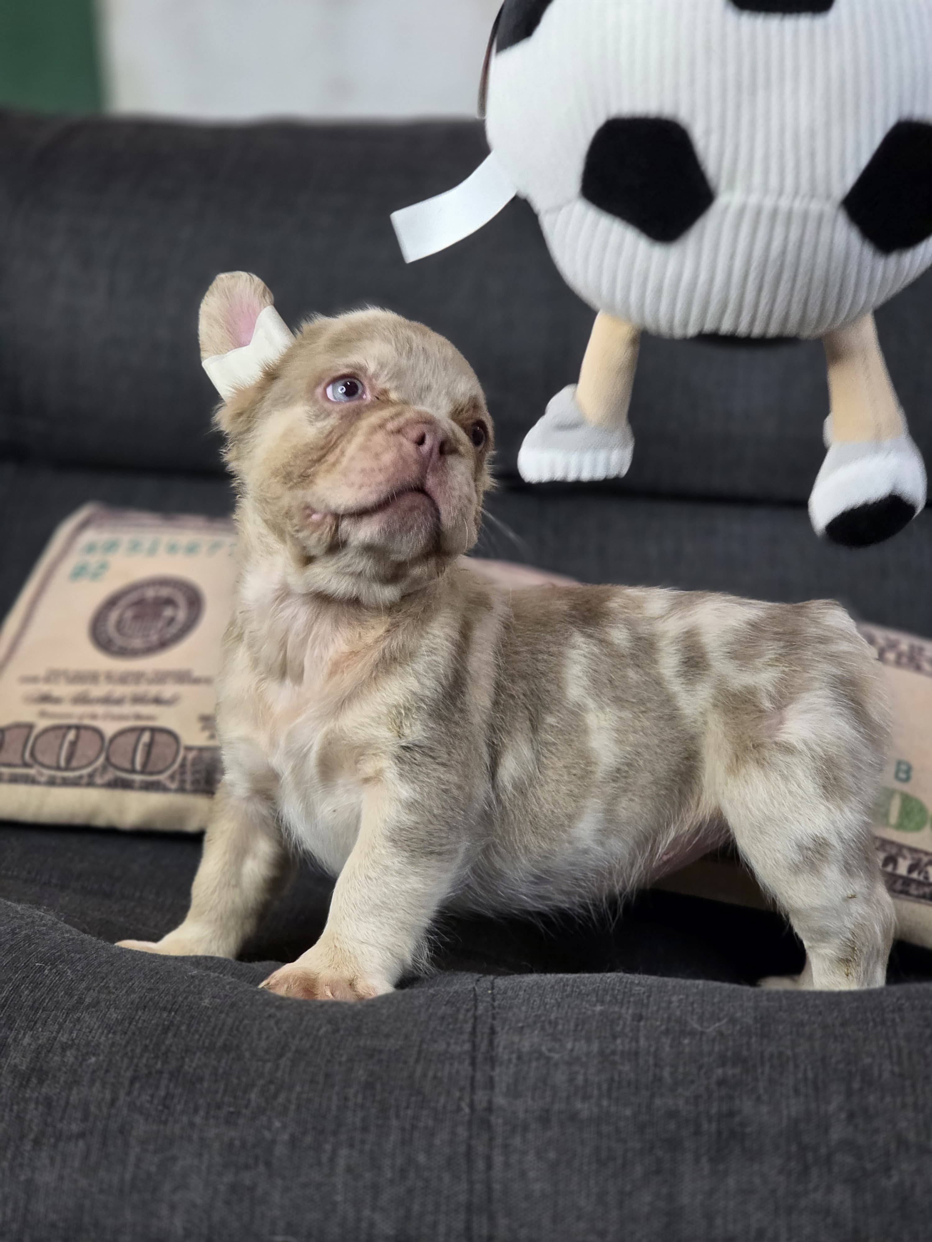 Bulldog Isabela arlequín