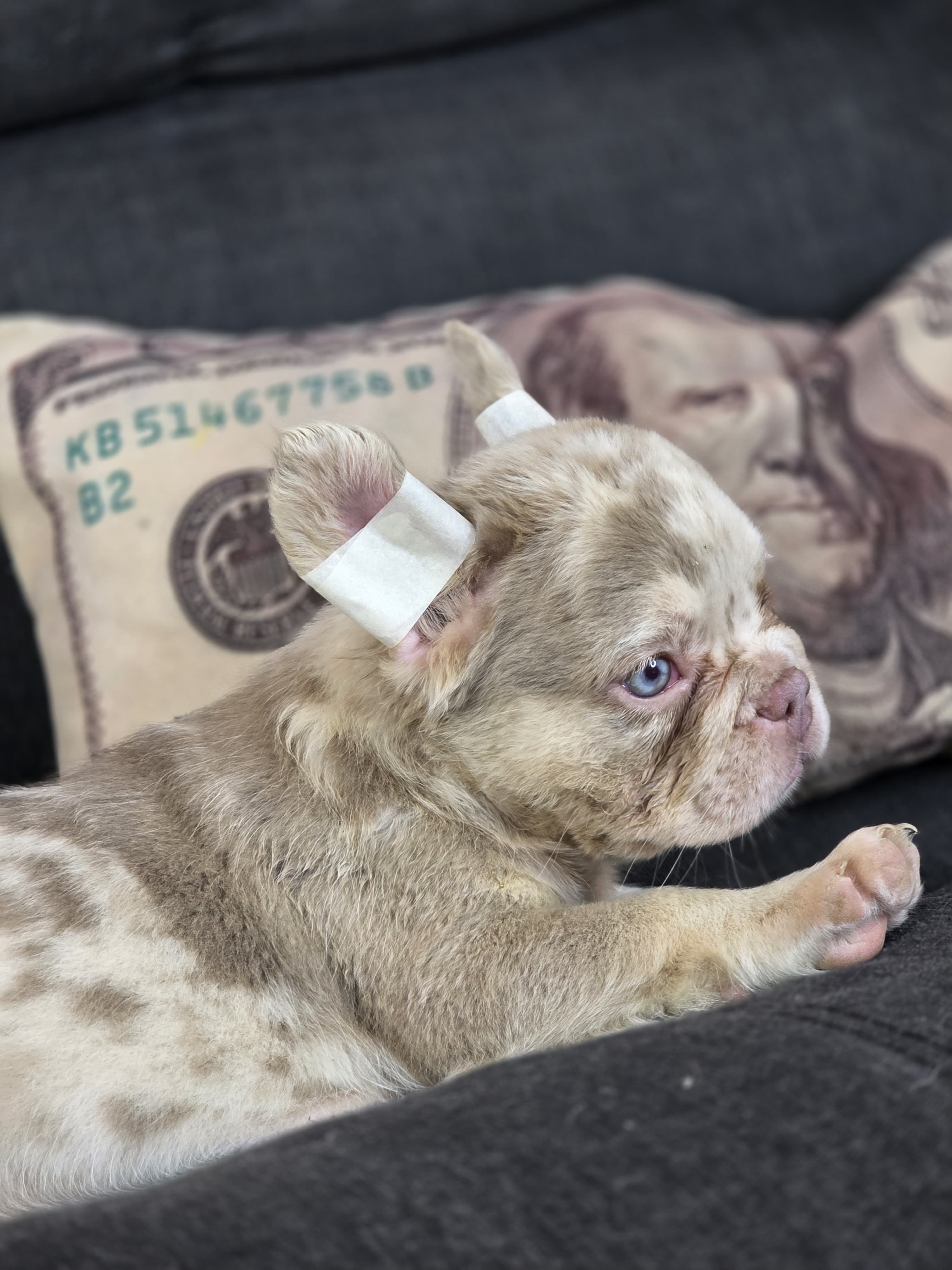 Bulldog Isabela arlequín
