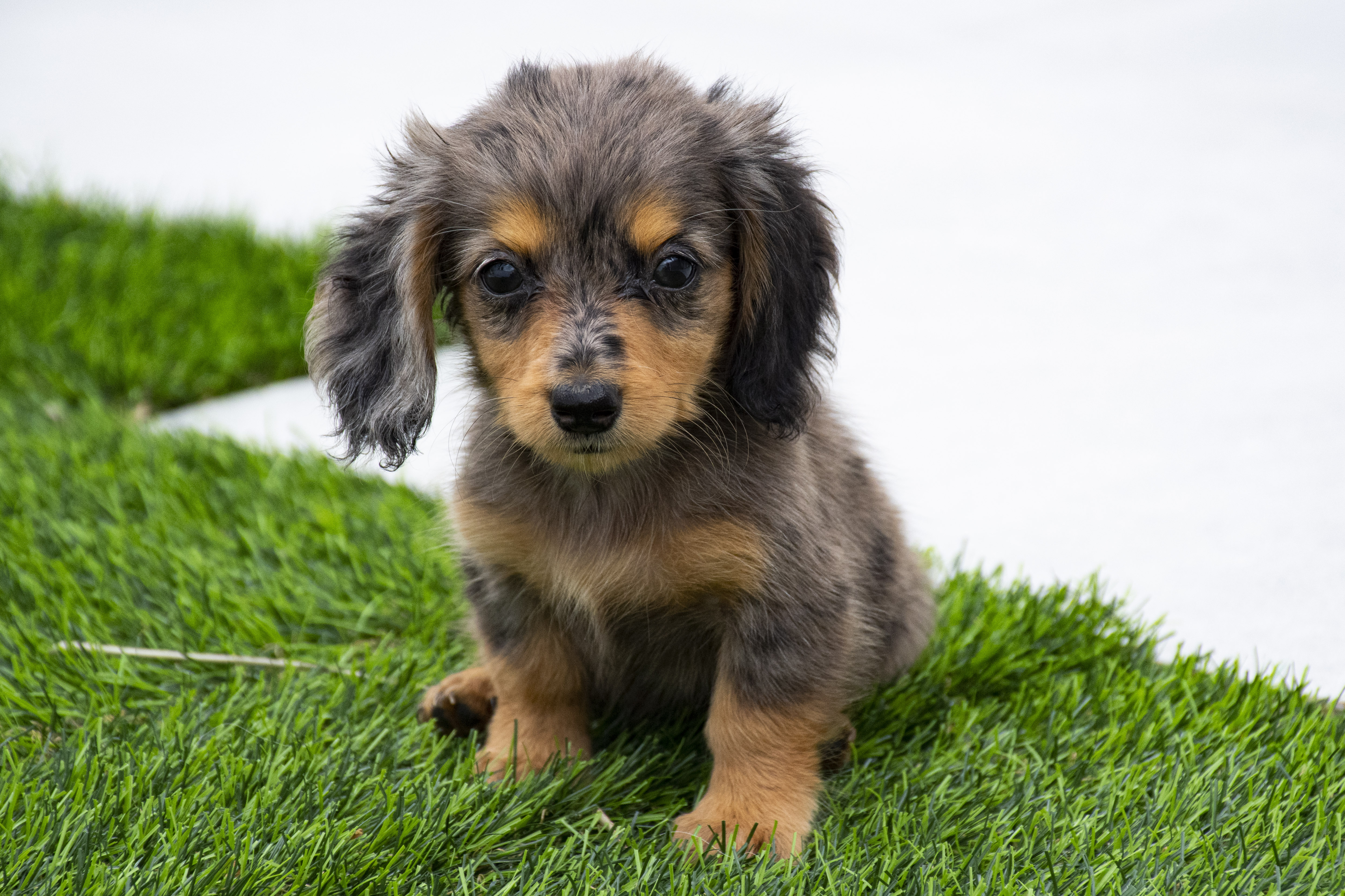 Teckel Kanichen o Dachshund Hembrita Black Merle PL PC