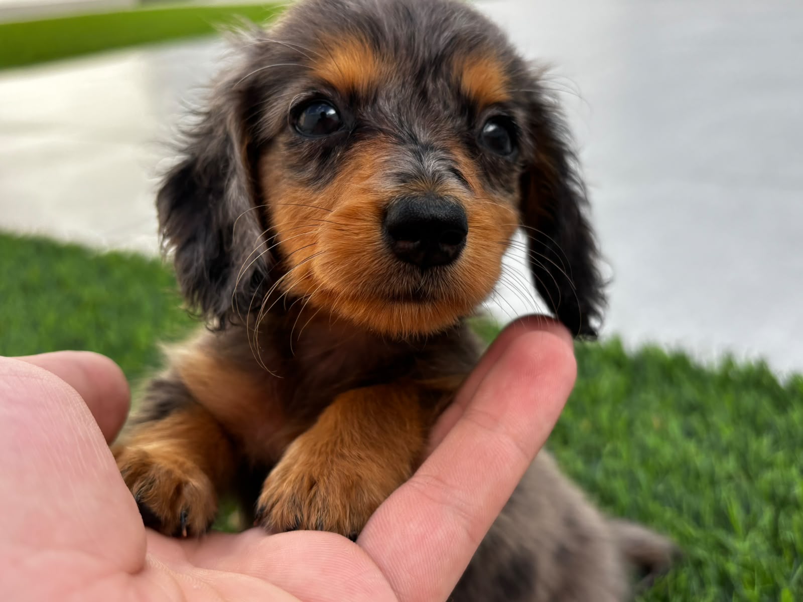 Hembrita Blue Merle PL