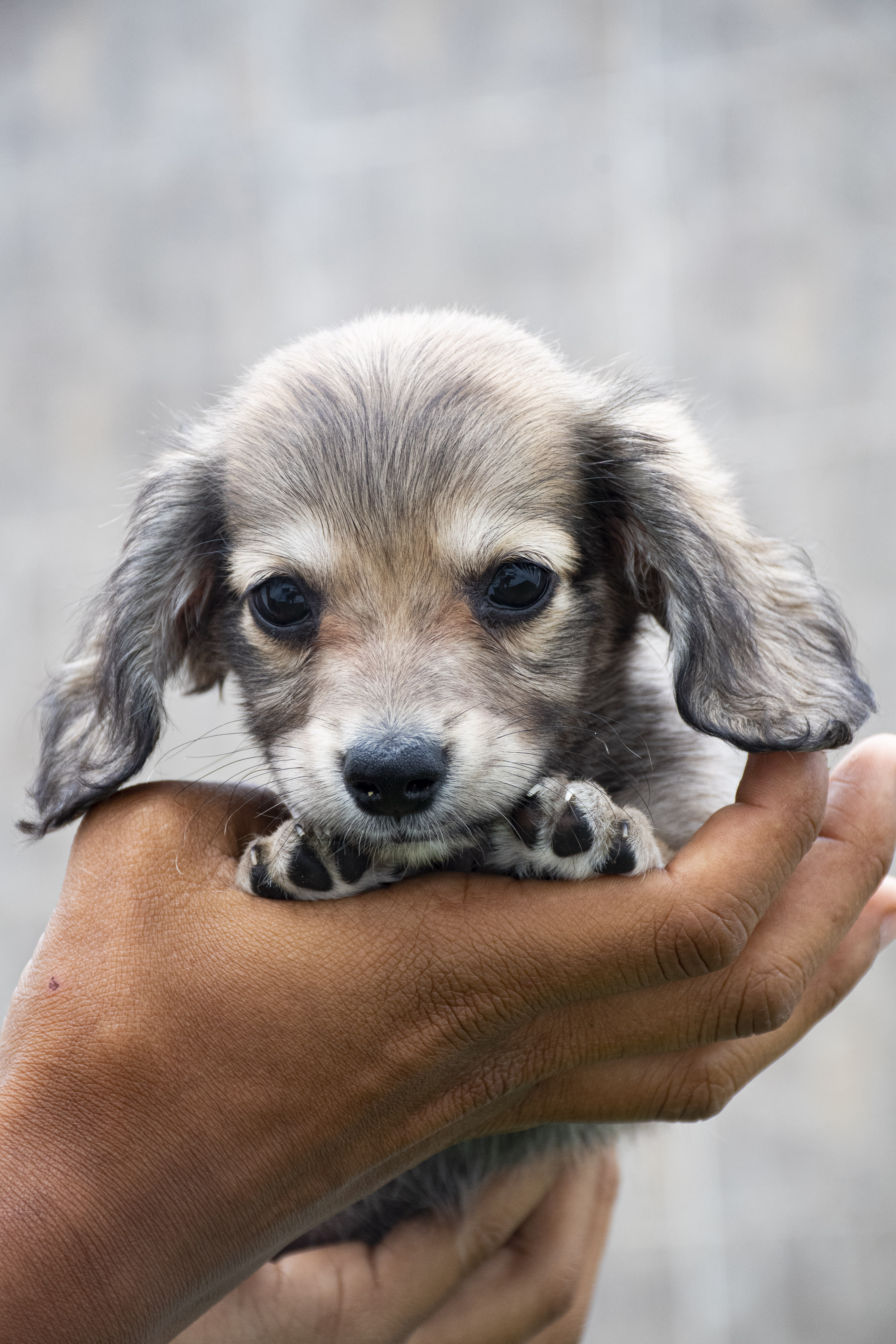 Teckel Kanichen o Dachshund Machito Sable PL