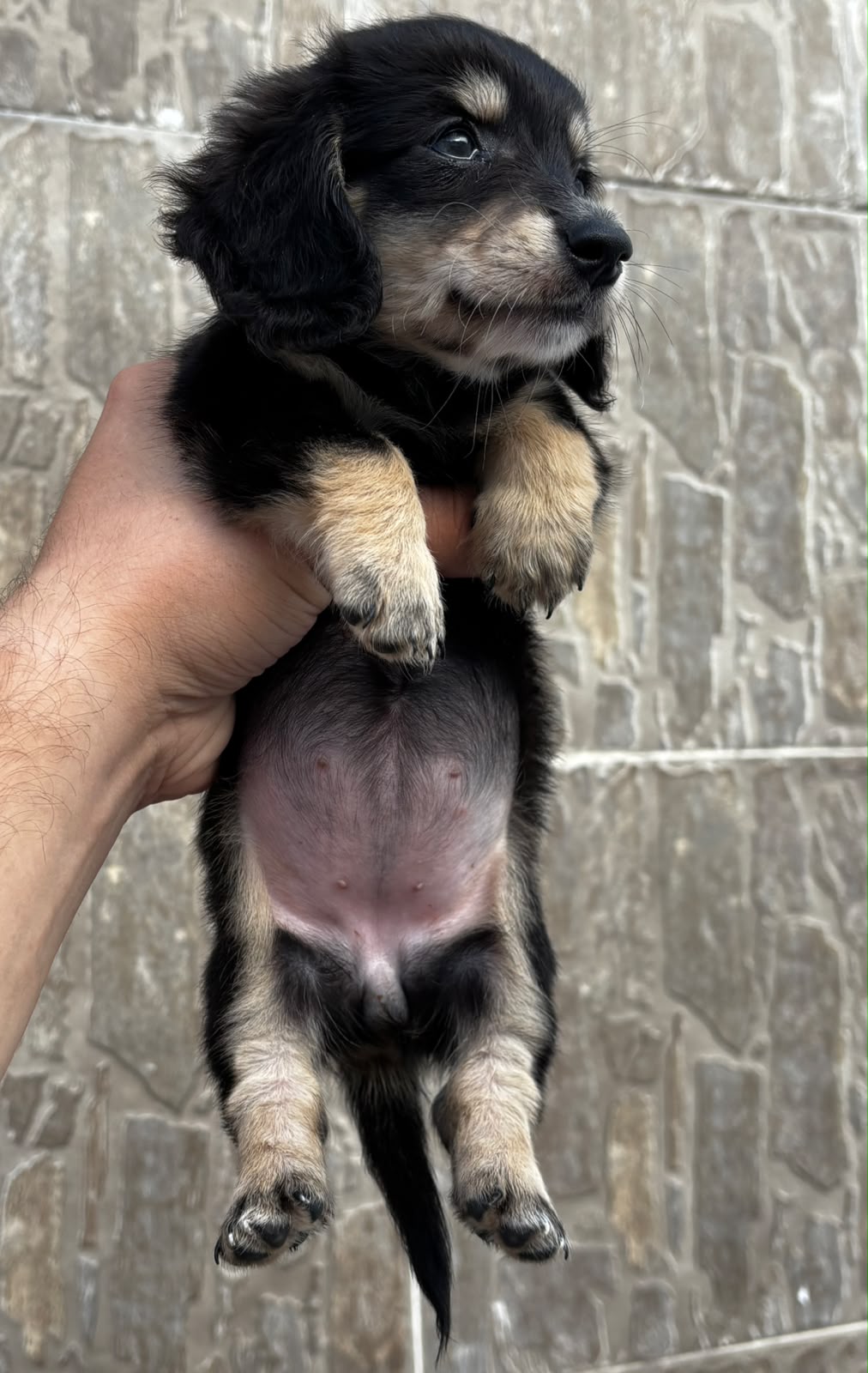 Machito Black And Tan PL