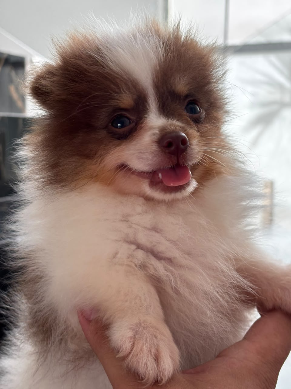 Machito Cara De Oso