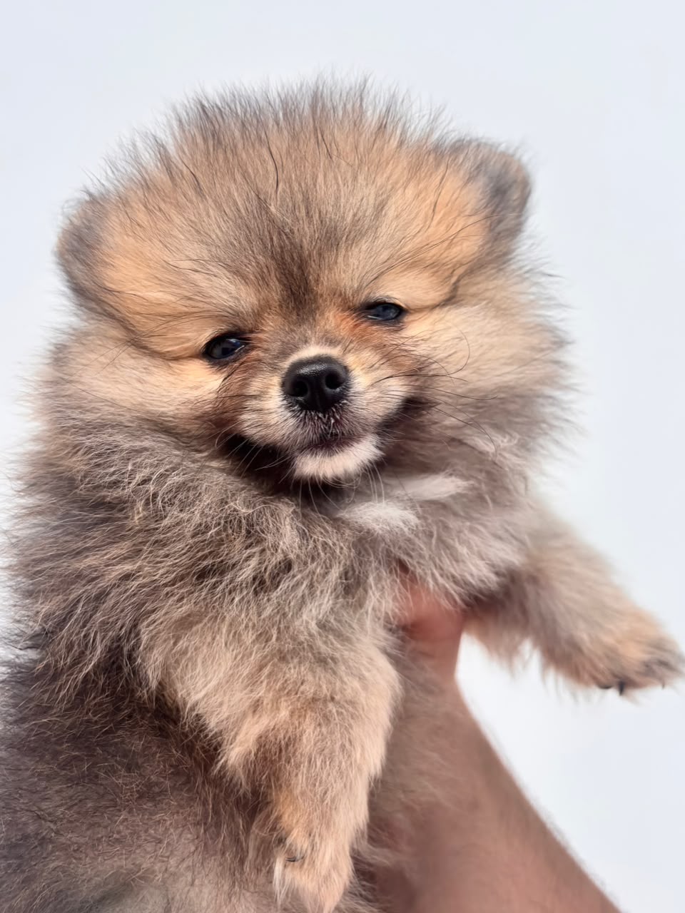 Hembrita Sable Cara De Oso