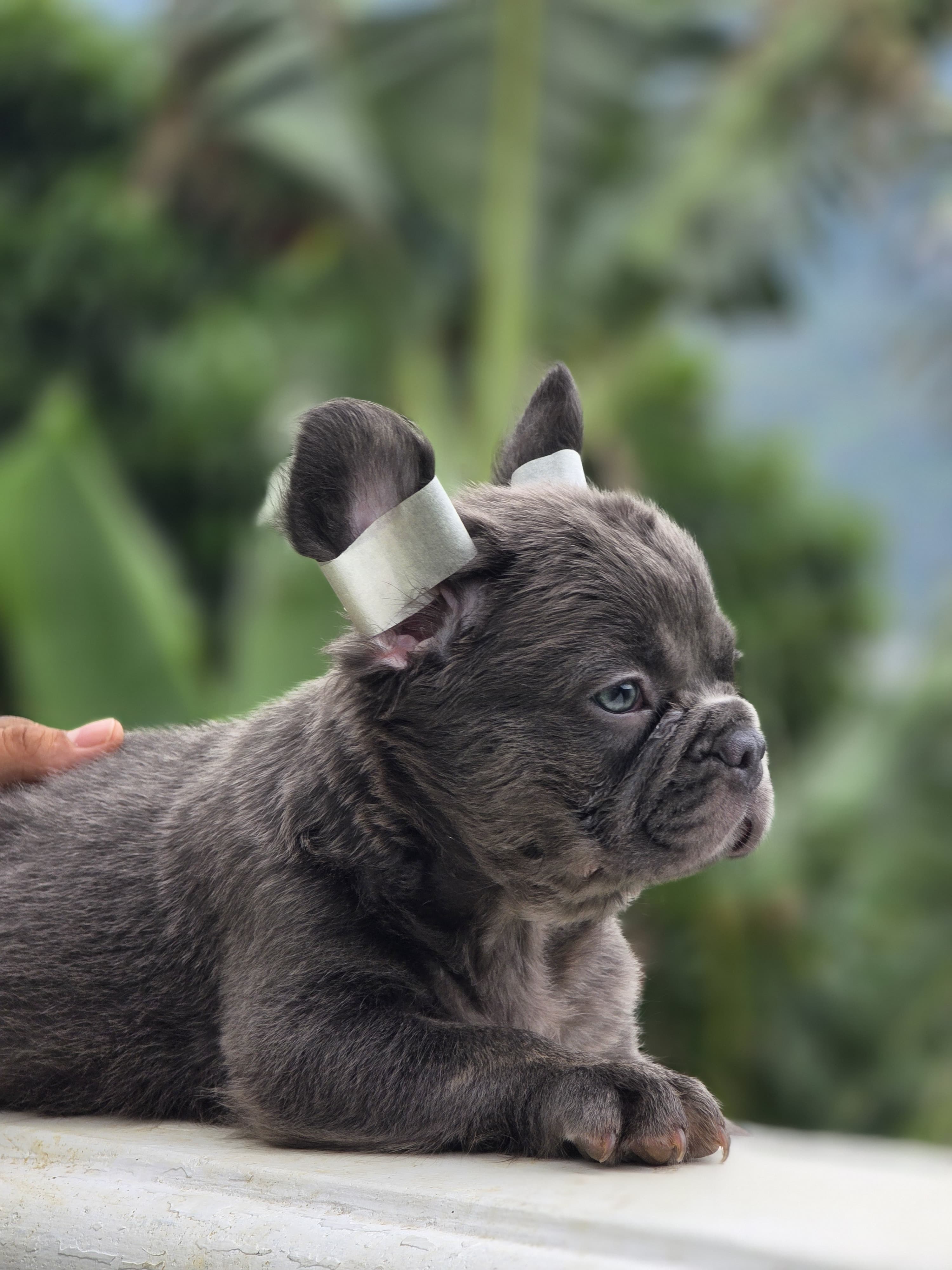 Bulldog Blue At