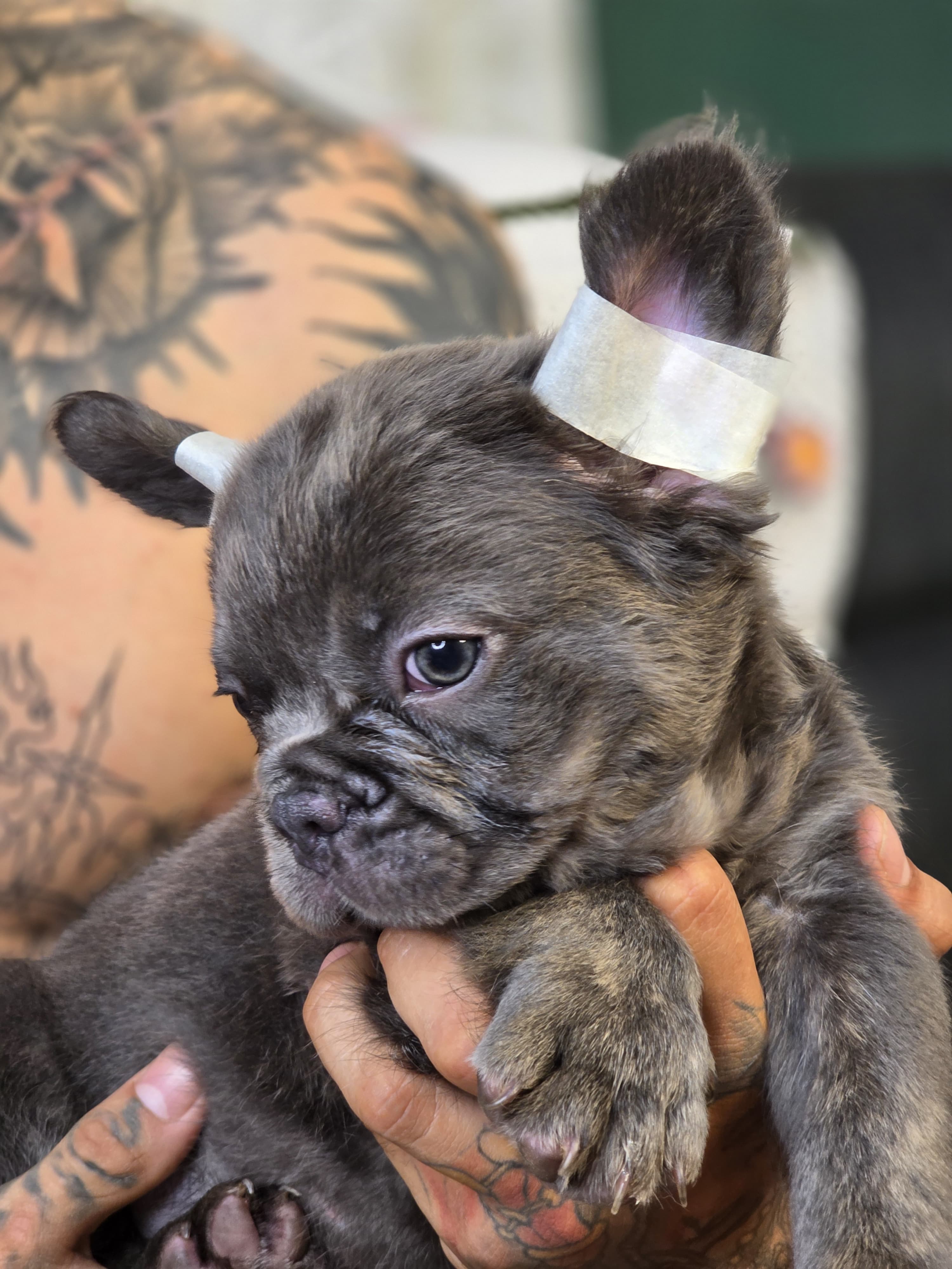 Bulldog Blue At