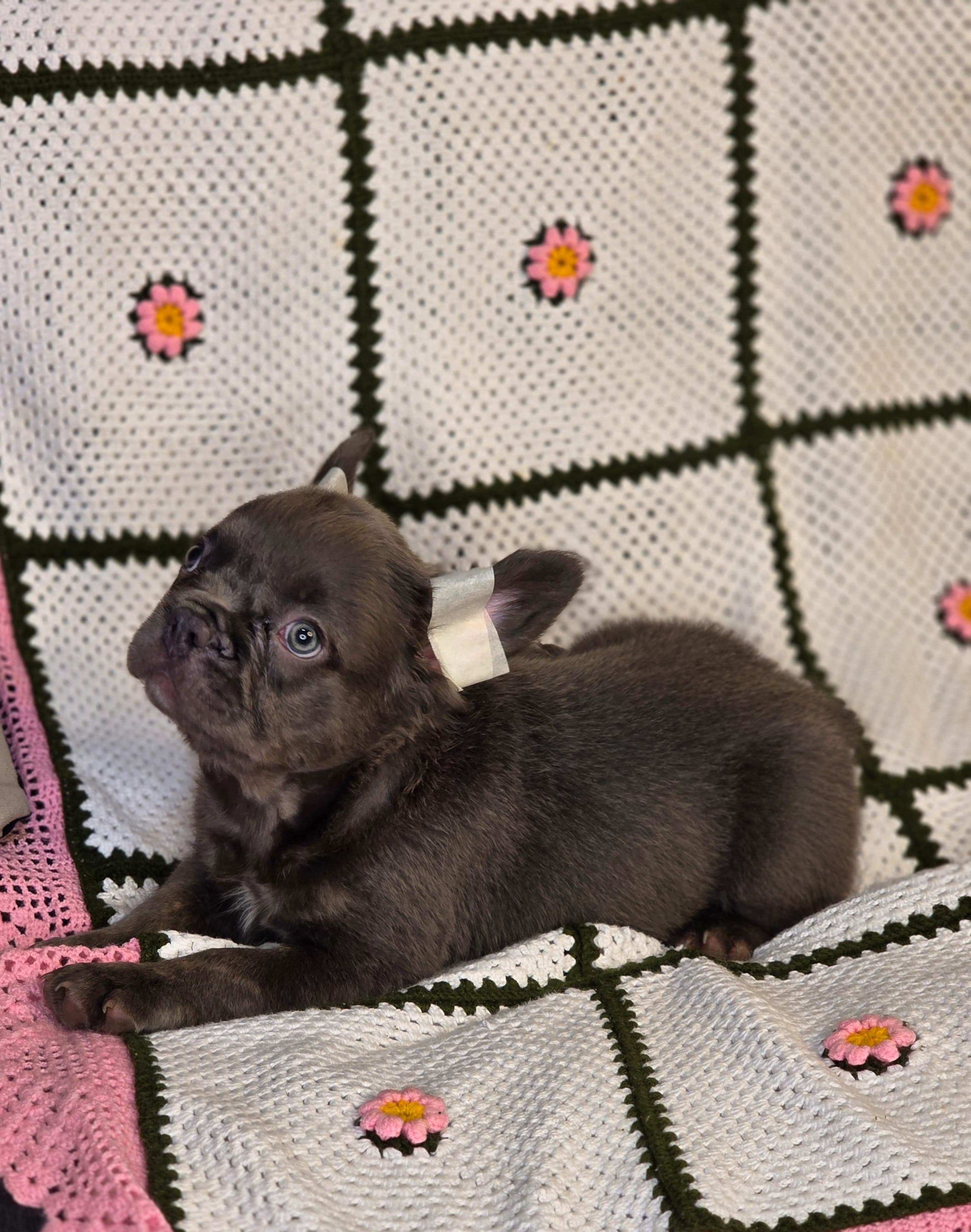 Bulldog Blue At