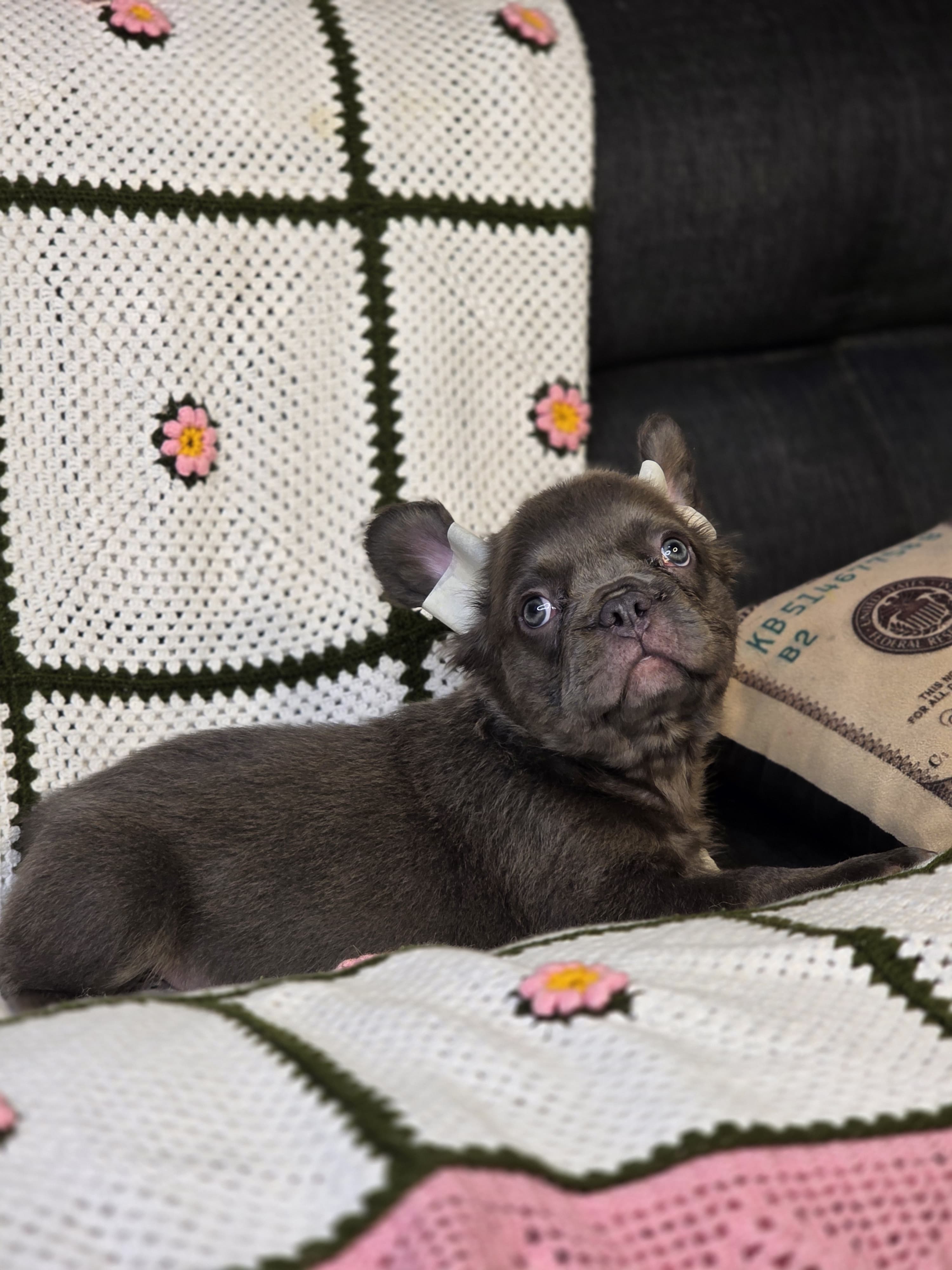 Bulldog Blue At