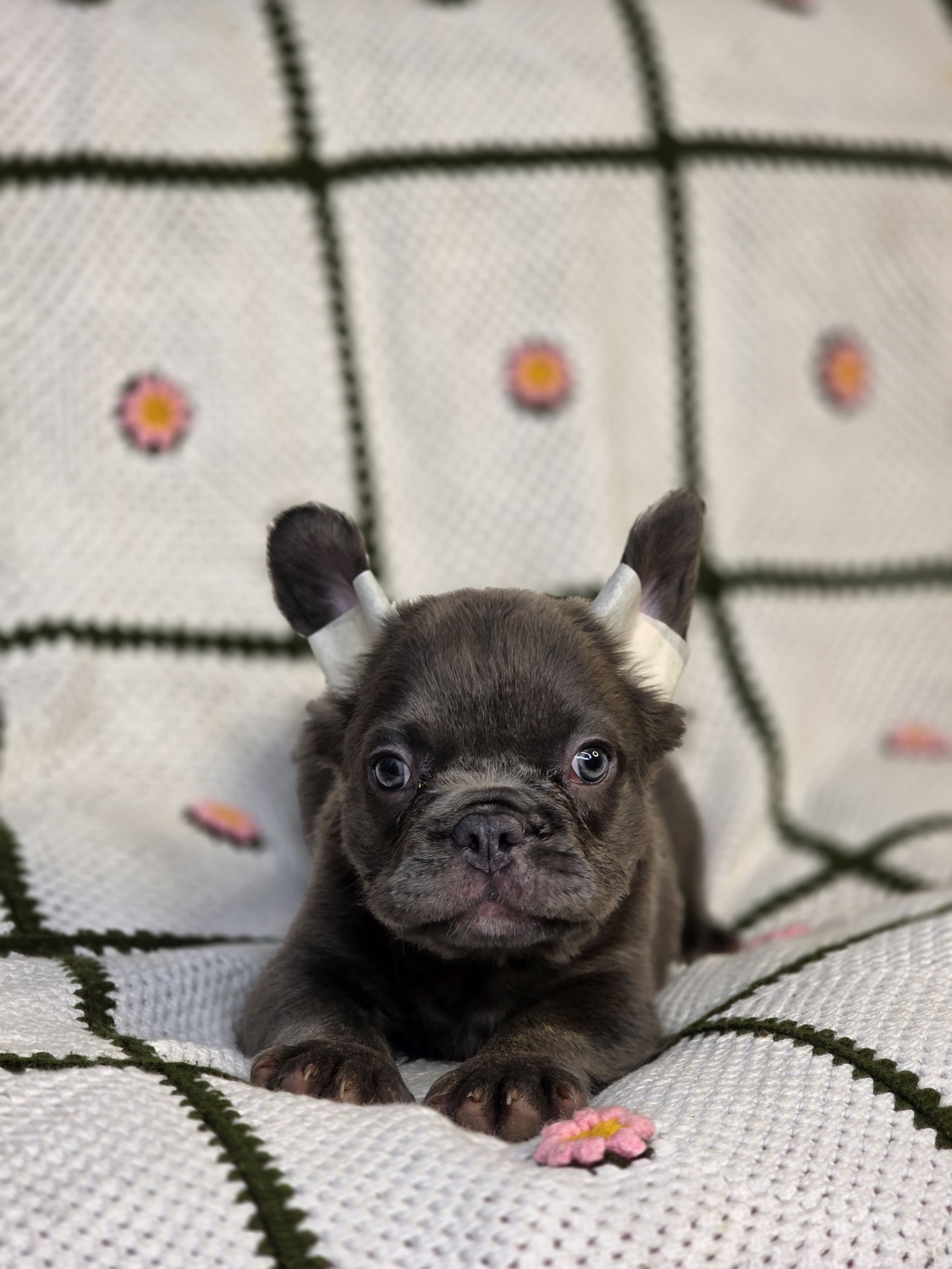 Bulldog Blue At