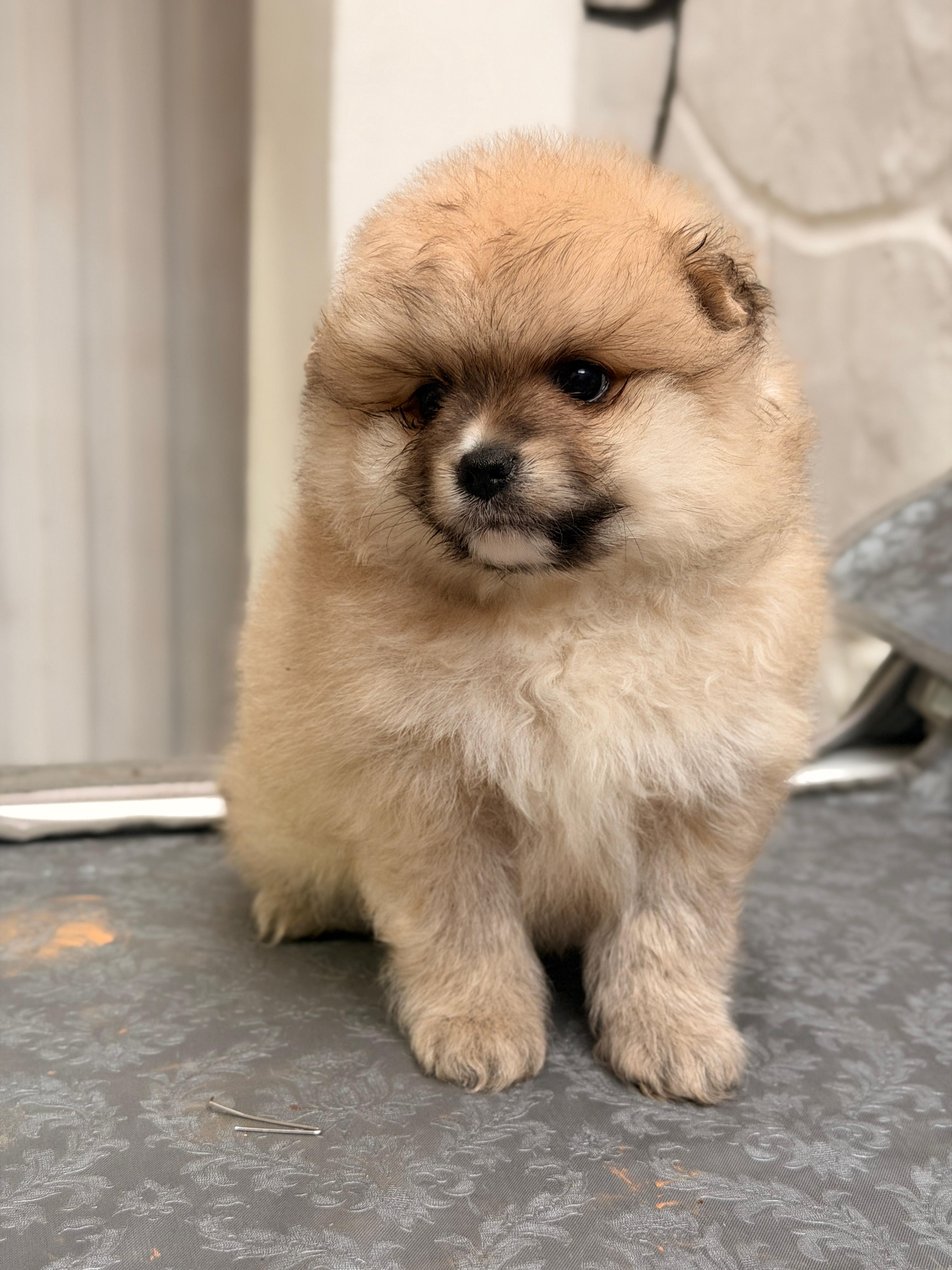 Pomerania
