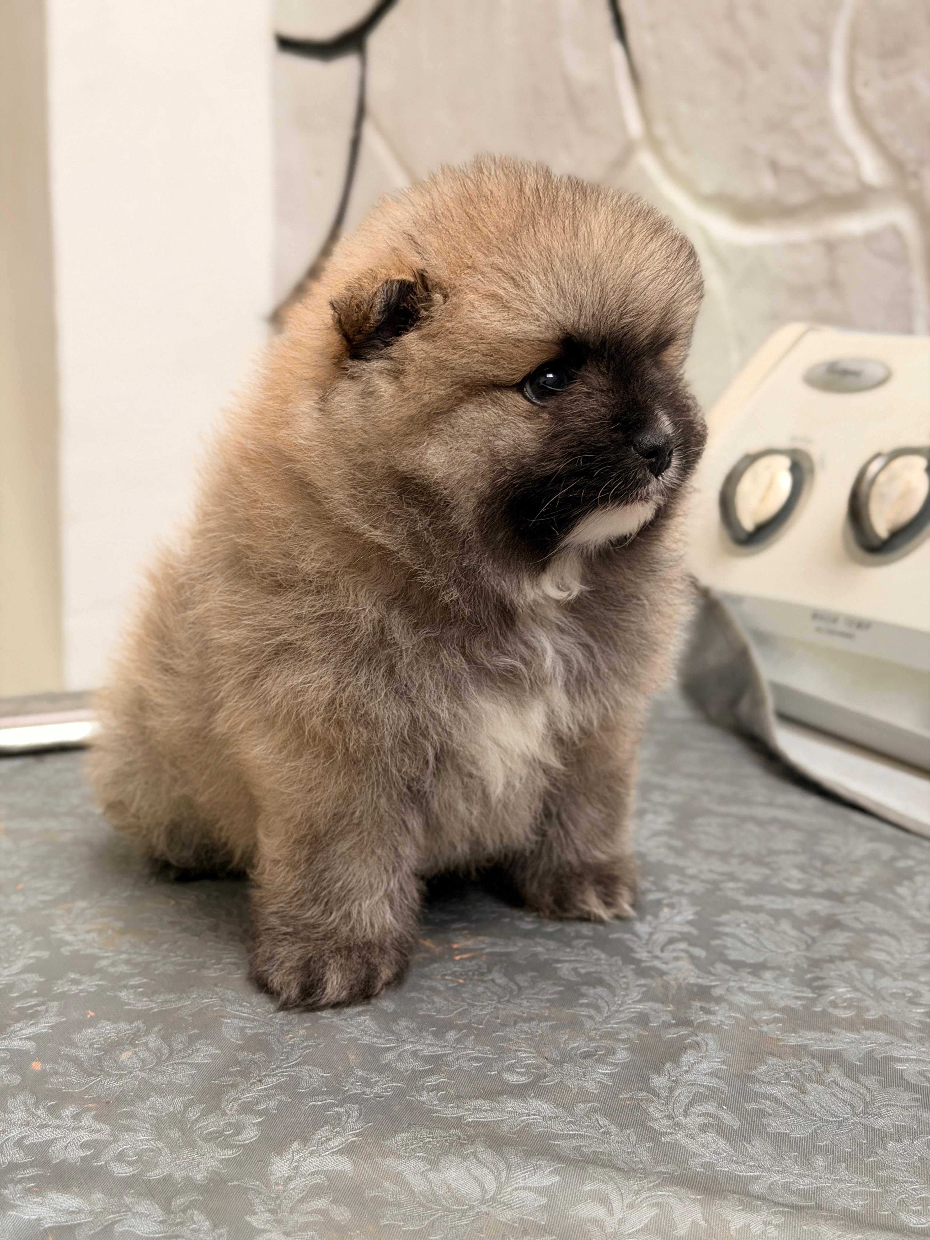 Pomerania