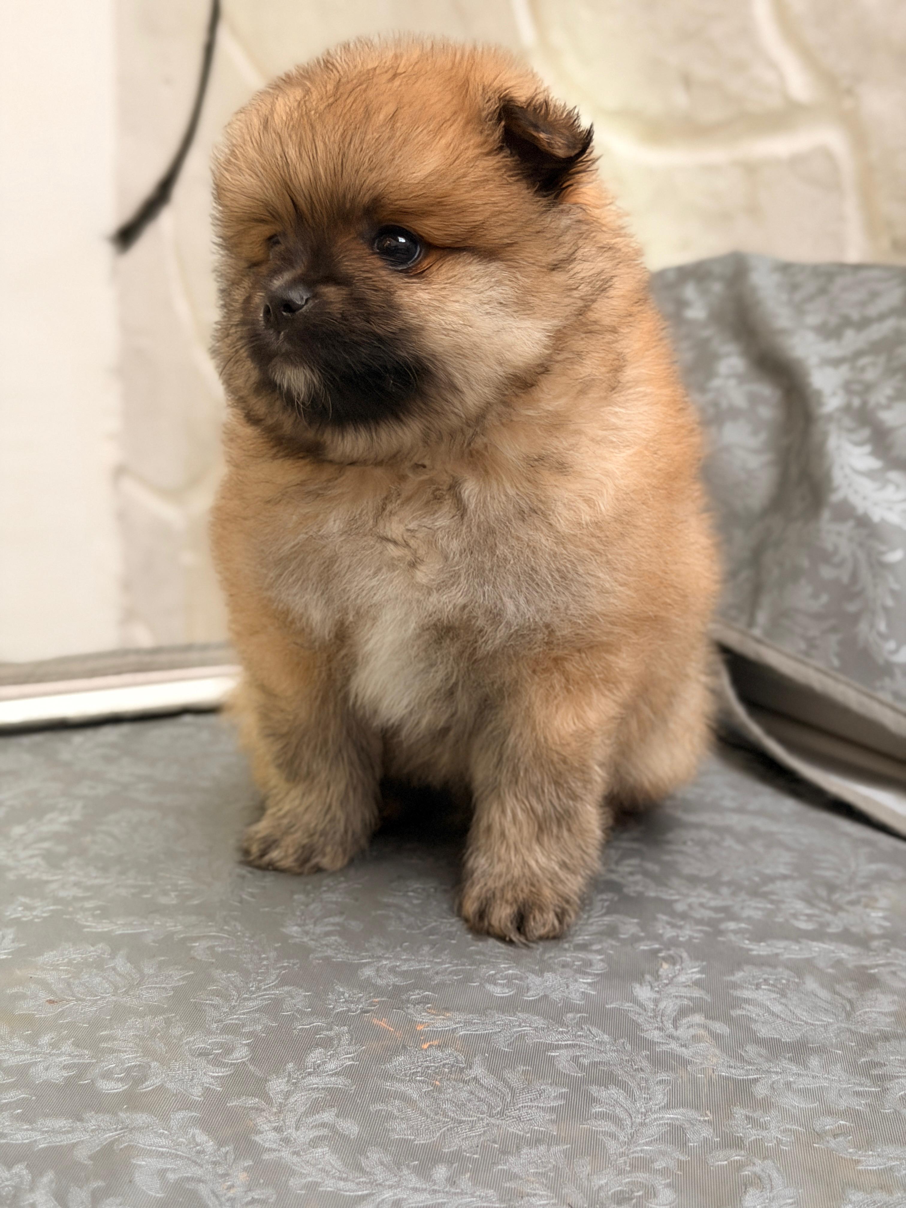 Pomerania