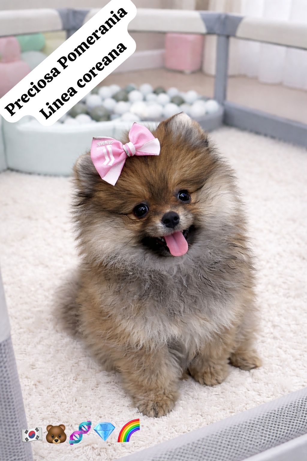 Pomerania