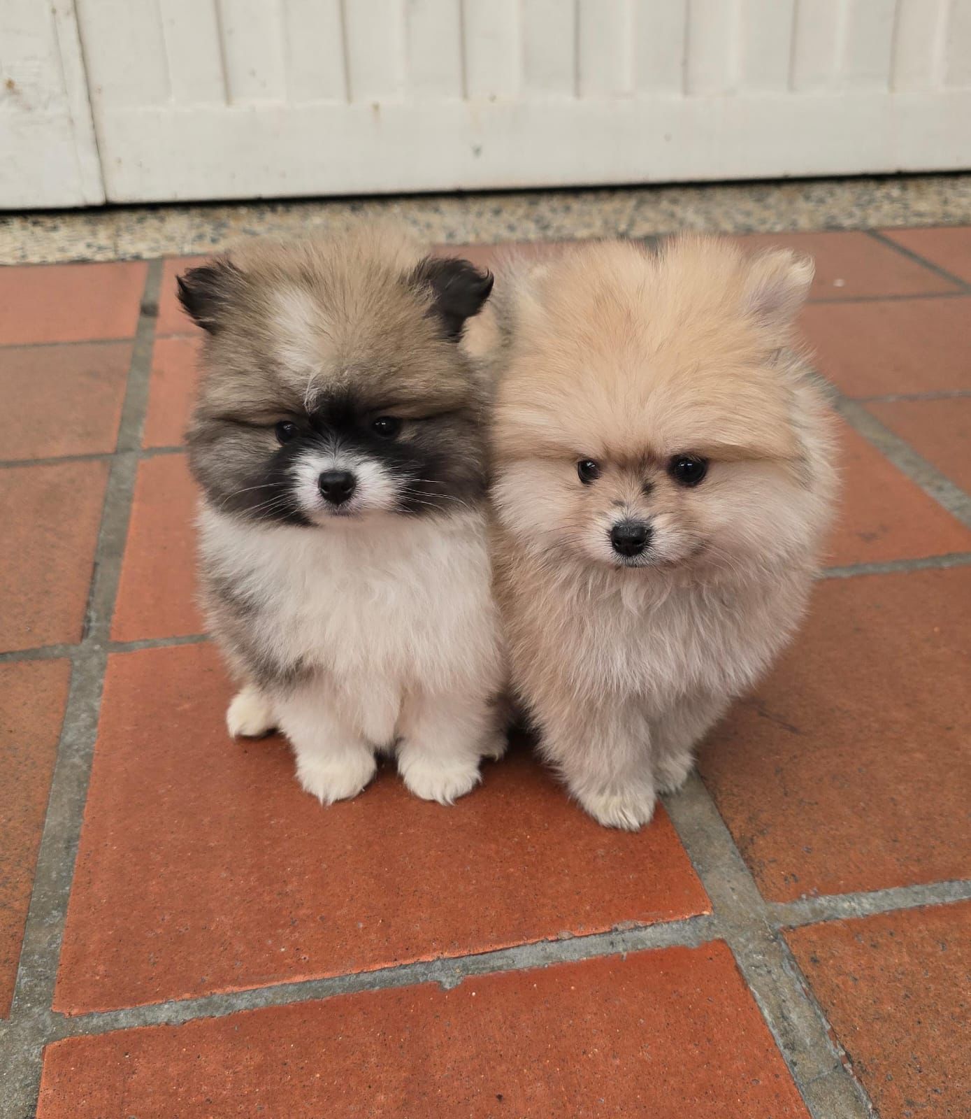 Pomeranias Party Color