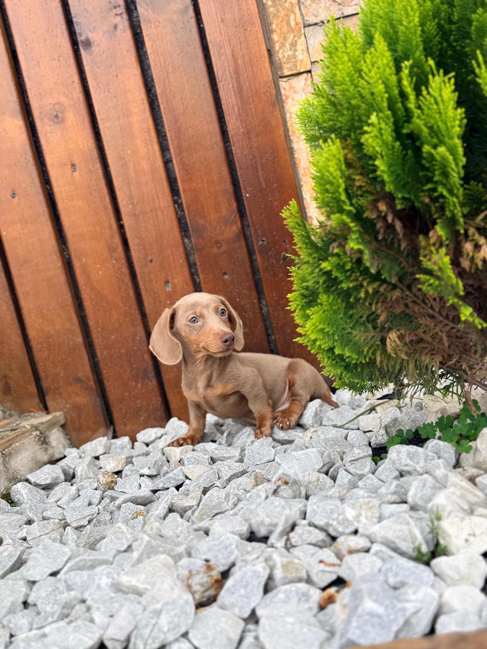Machito Isabella At