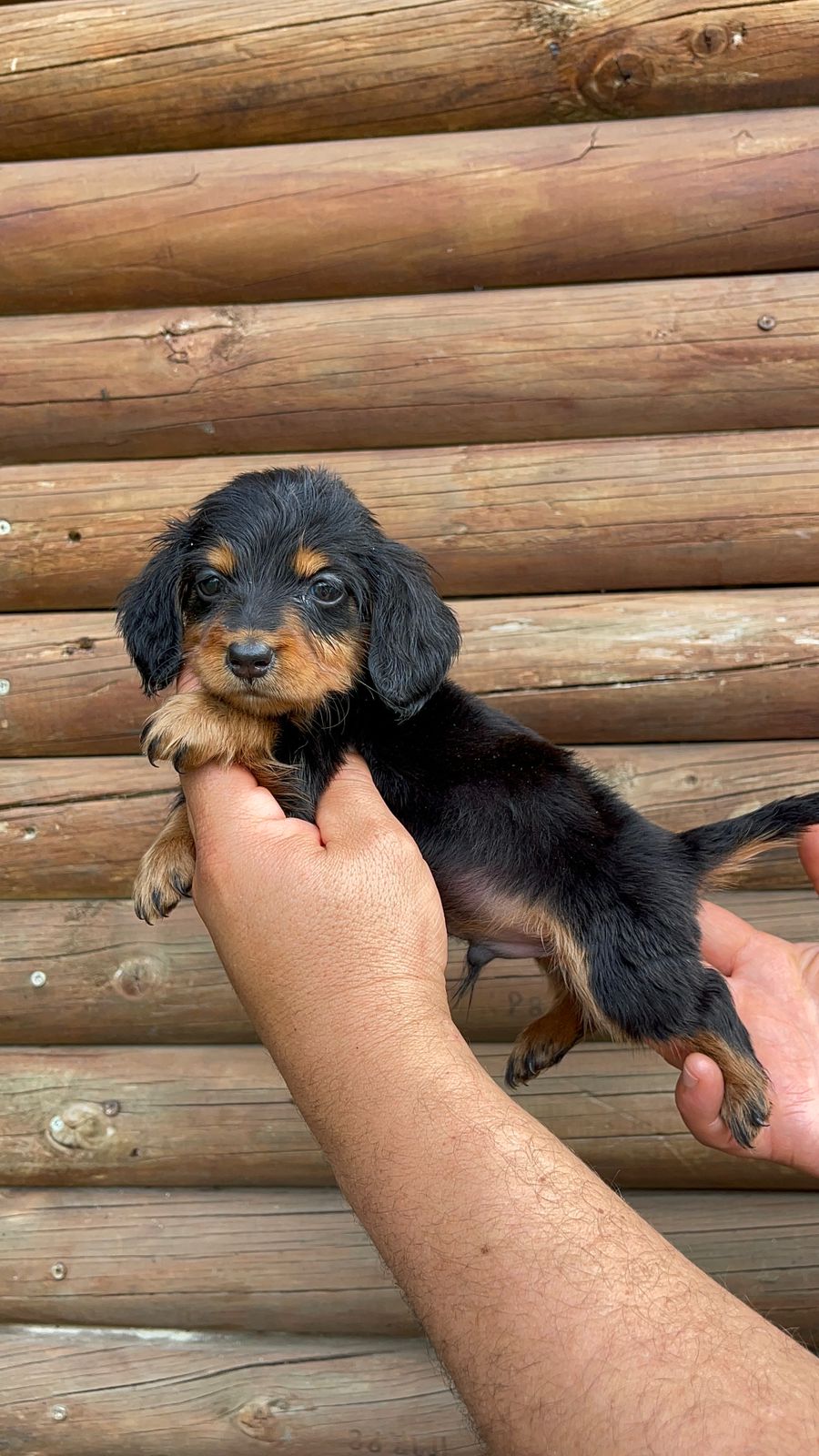 Machito Black And Tan