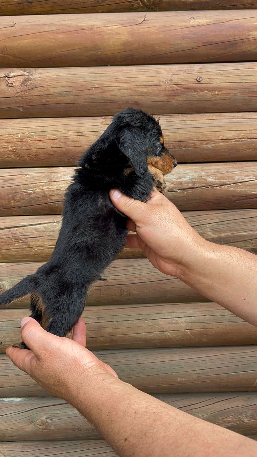 Machito Black And Tan