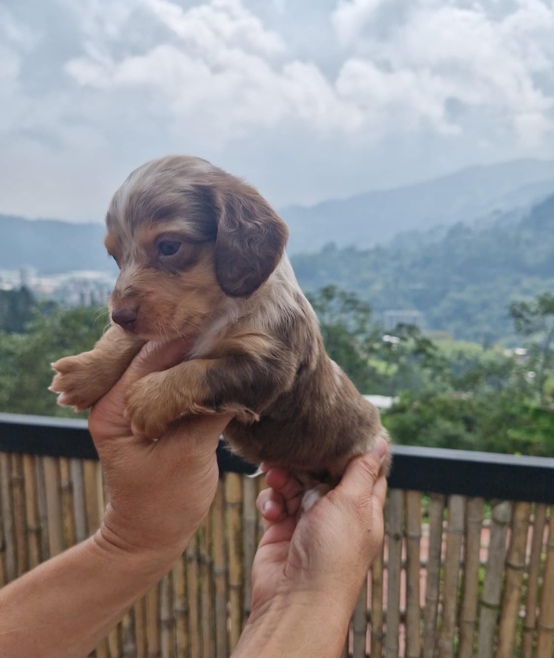 Hembra Choco Arlequín Pelo Largo