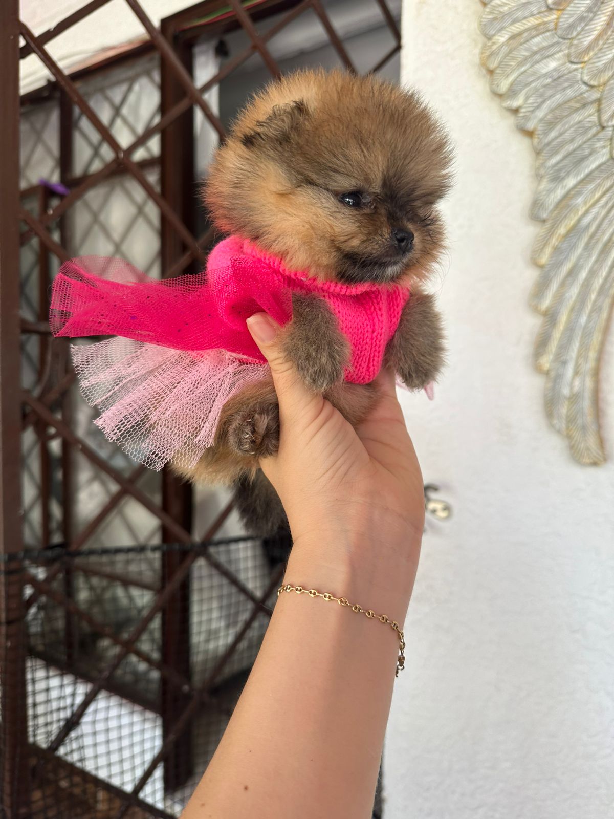 Tipo Osita 🐻😍