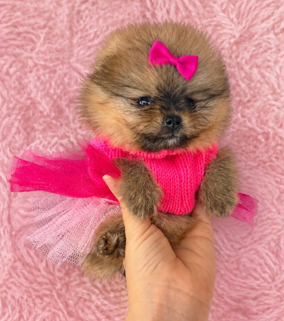 Tipo Osita 🐻😍