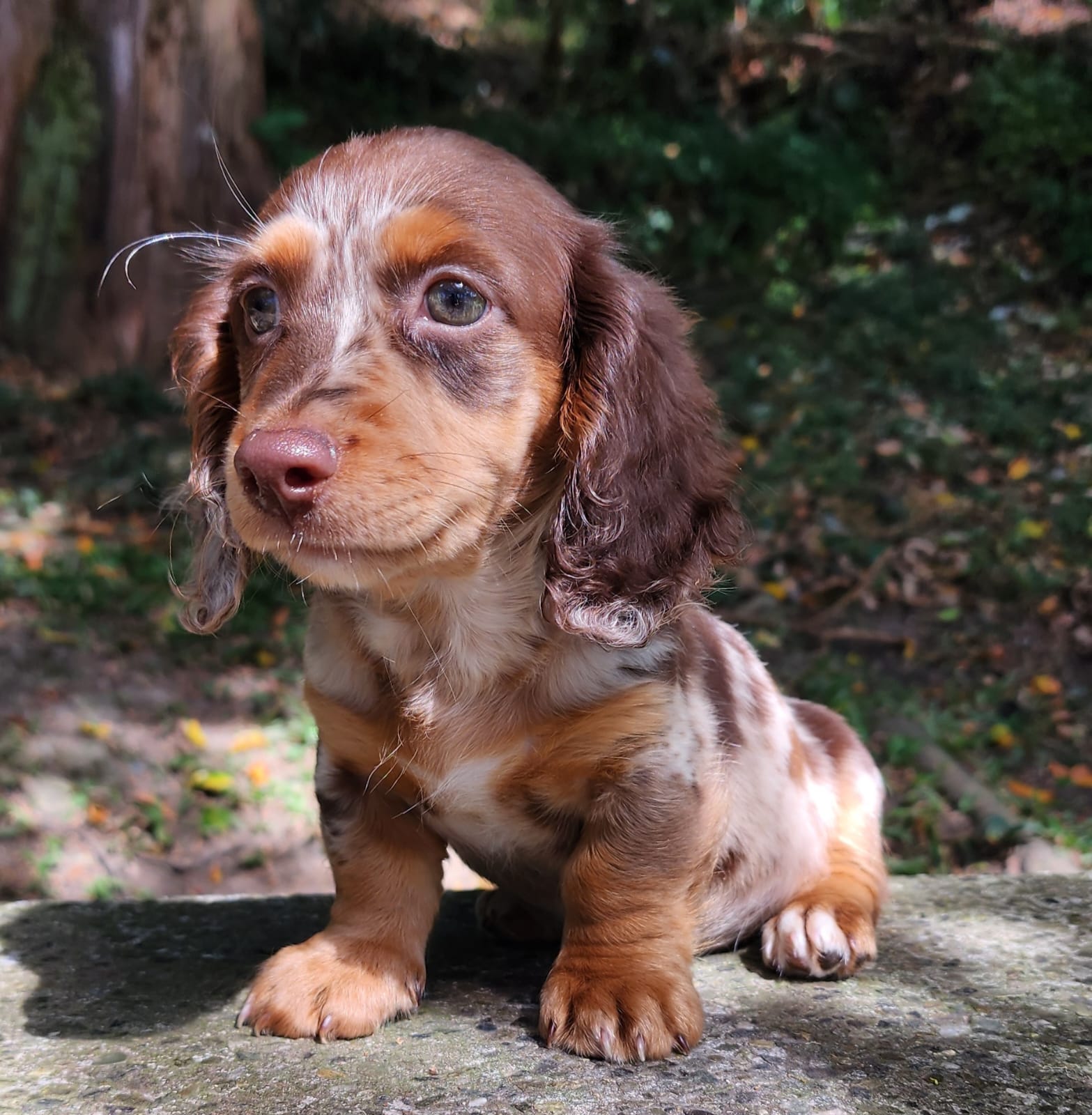 Hembra Choco Arlequin PL