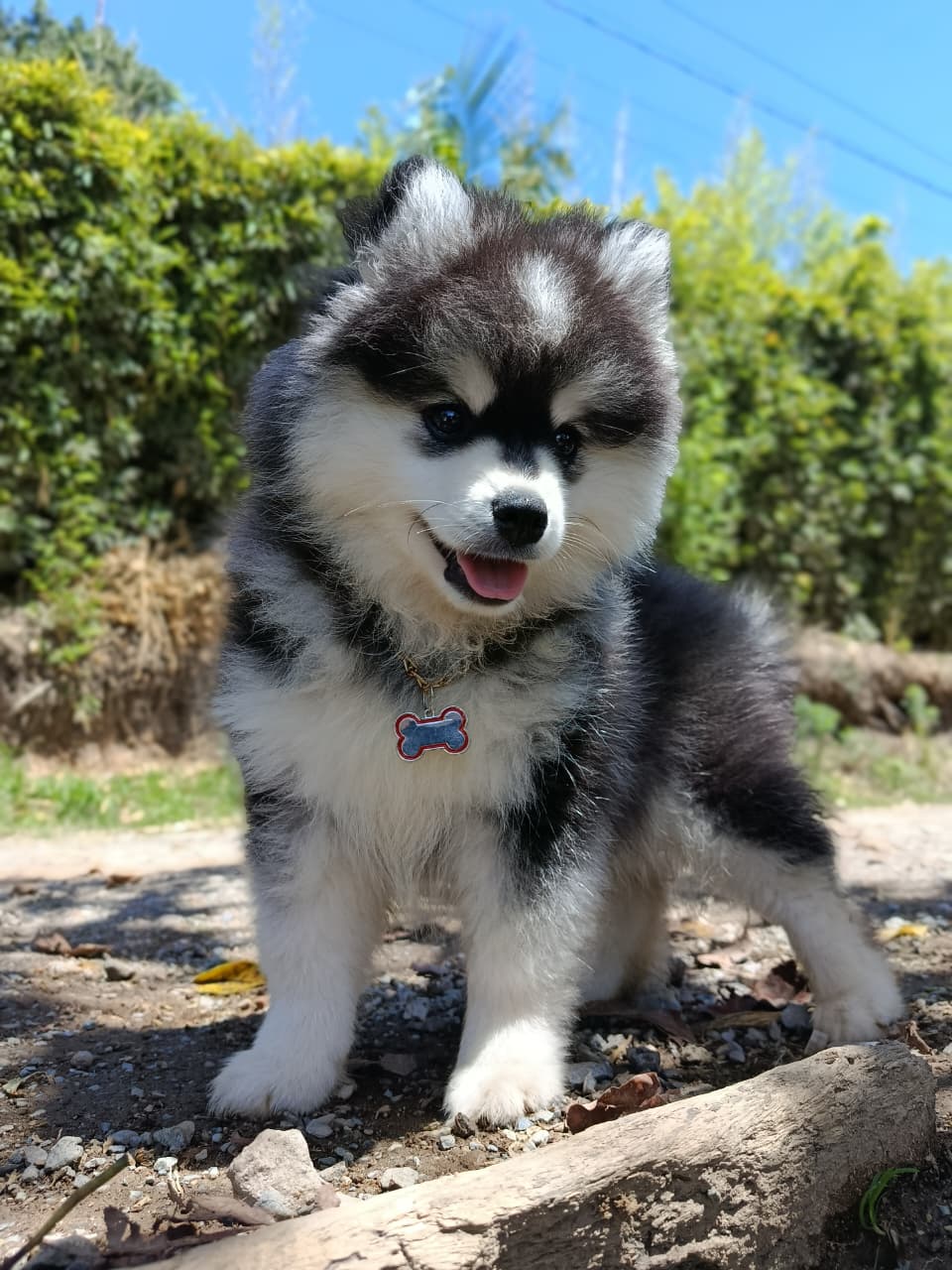 Pomsky Wooly
