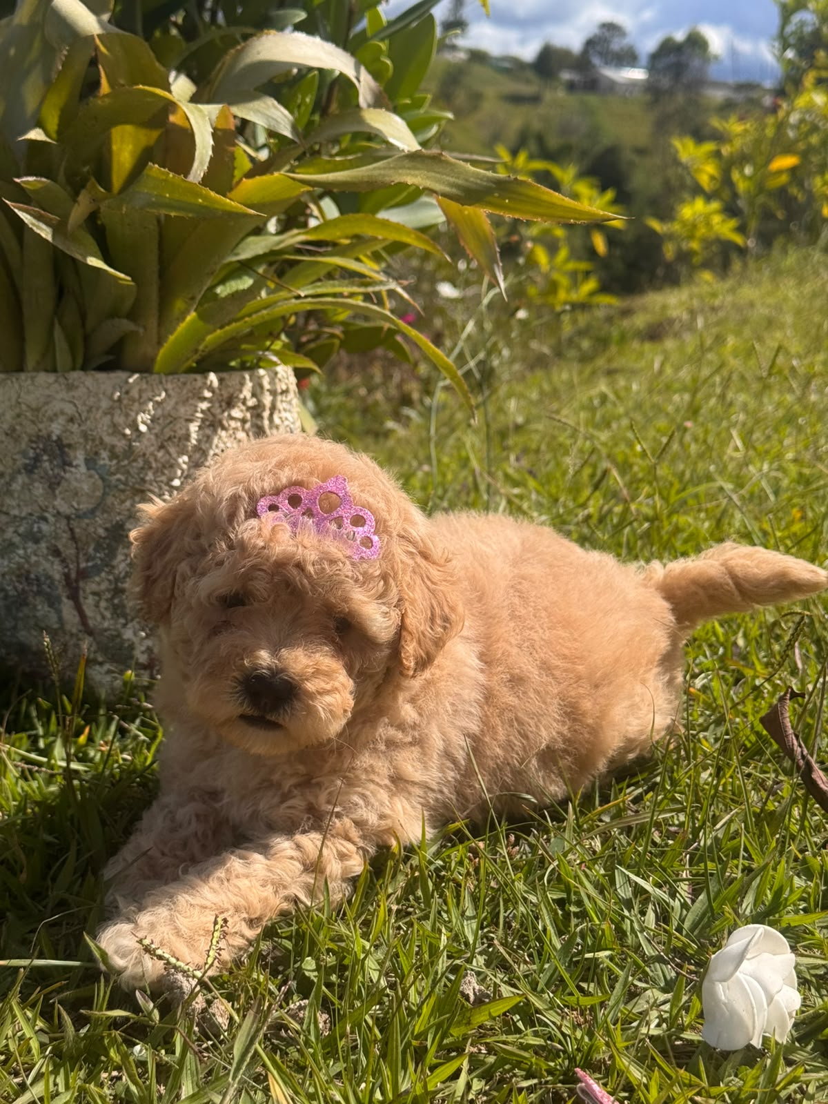 GooldenDoodle
