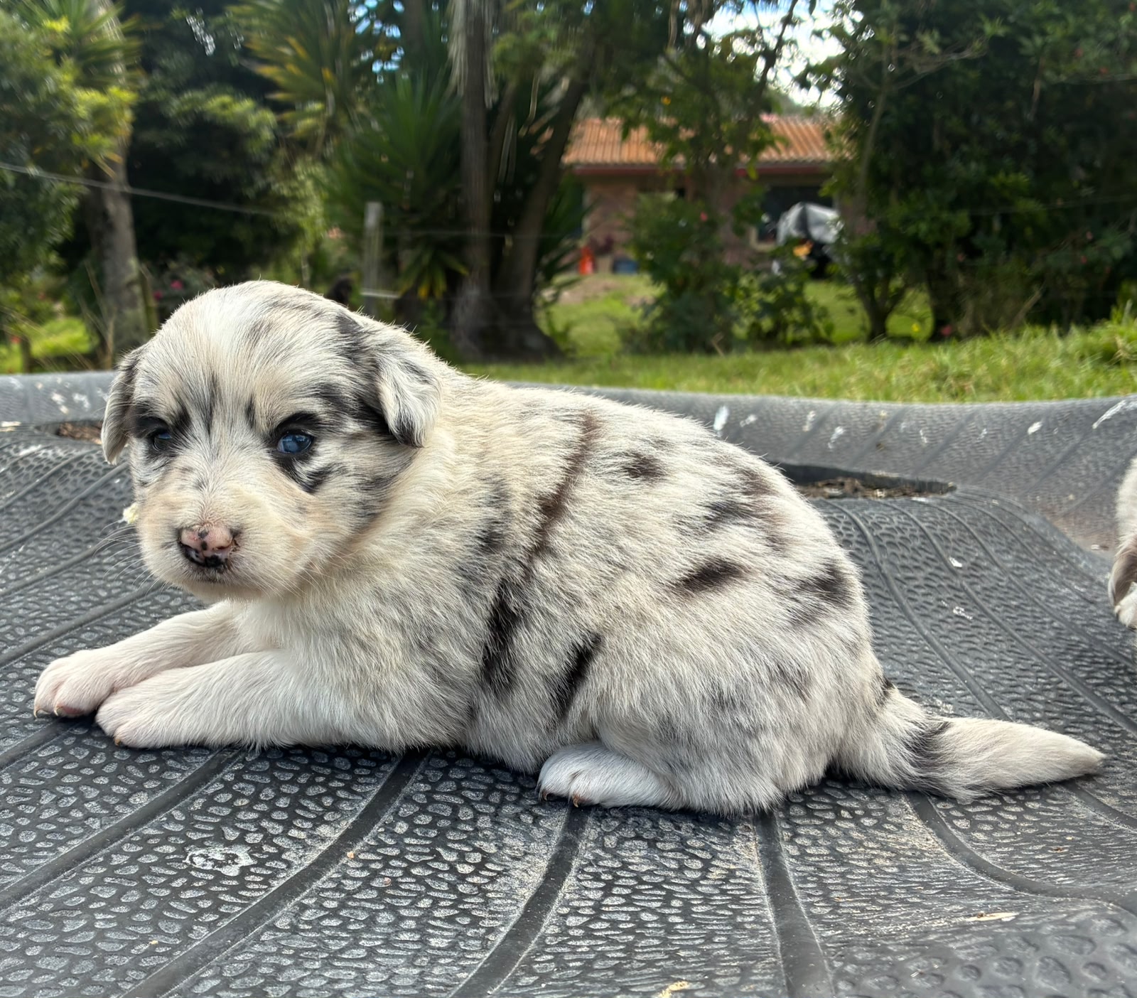 Hembra Blue Merle