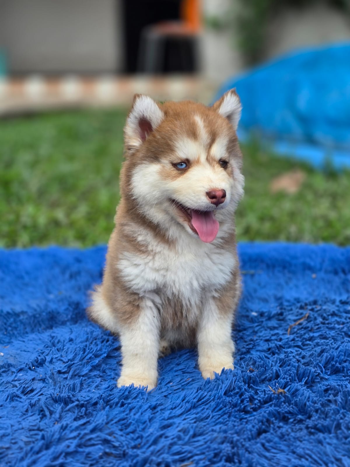 Hembra Husky