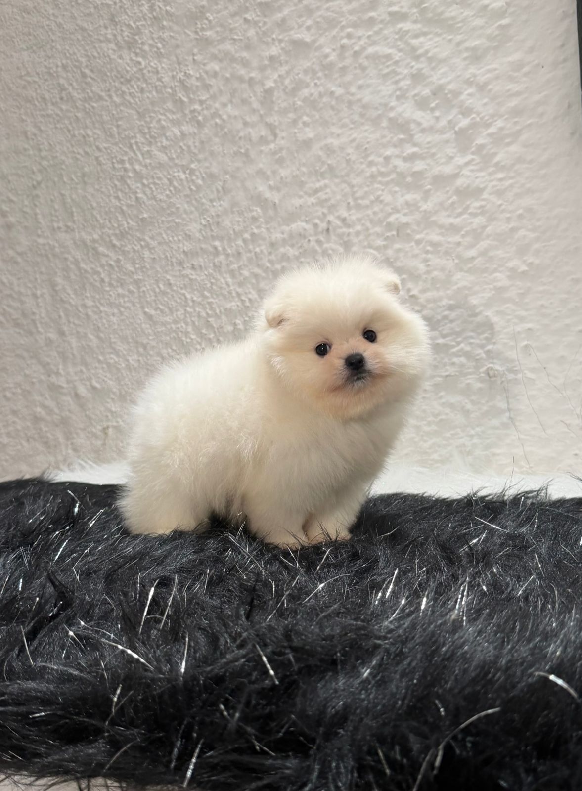 Pomerania Blanco