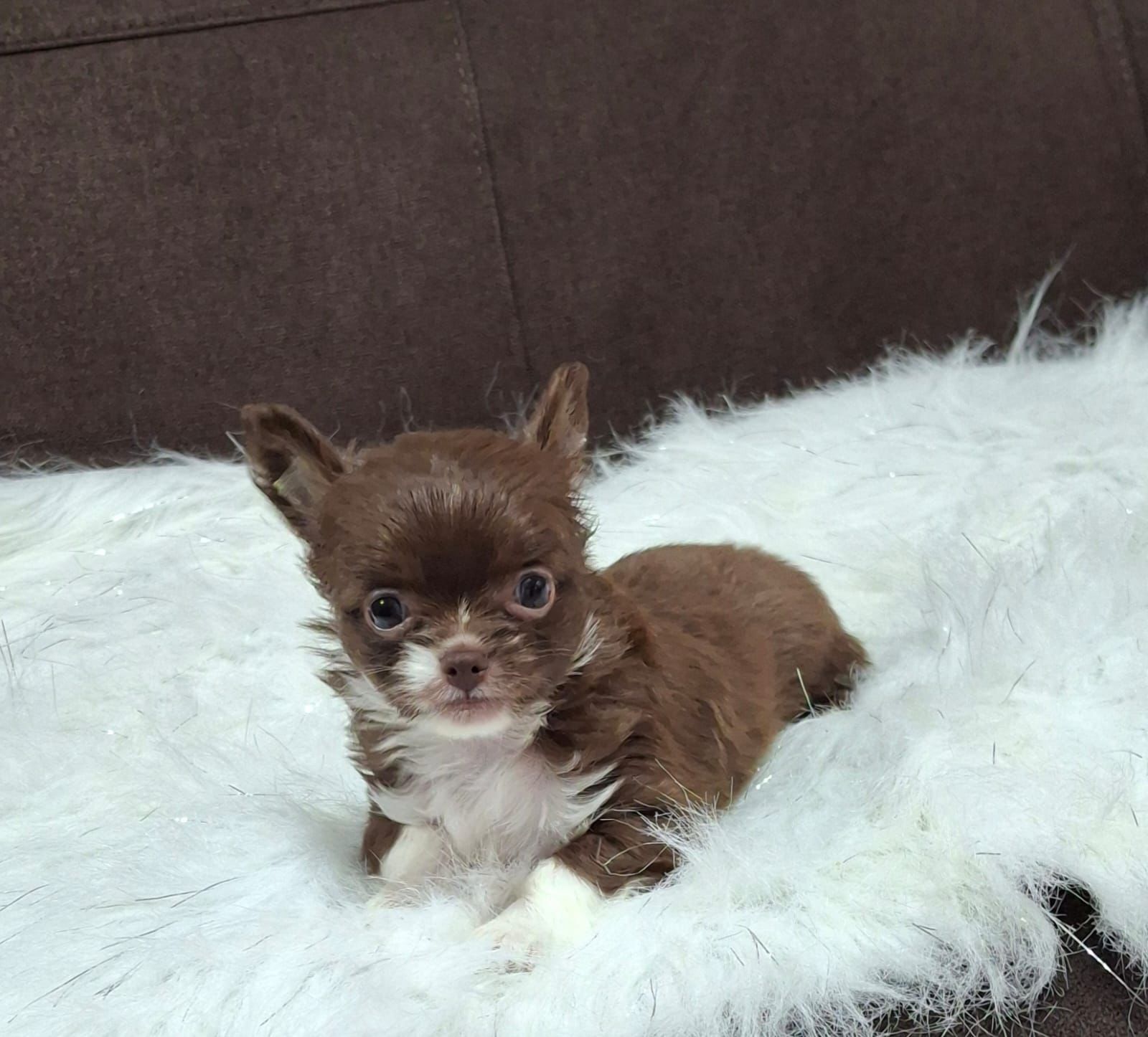 Chihuahua Party Color