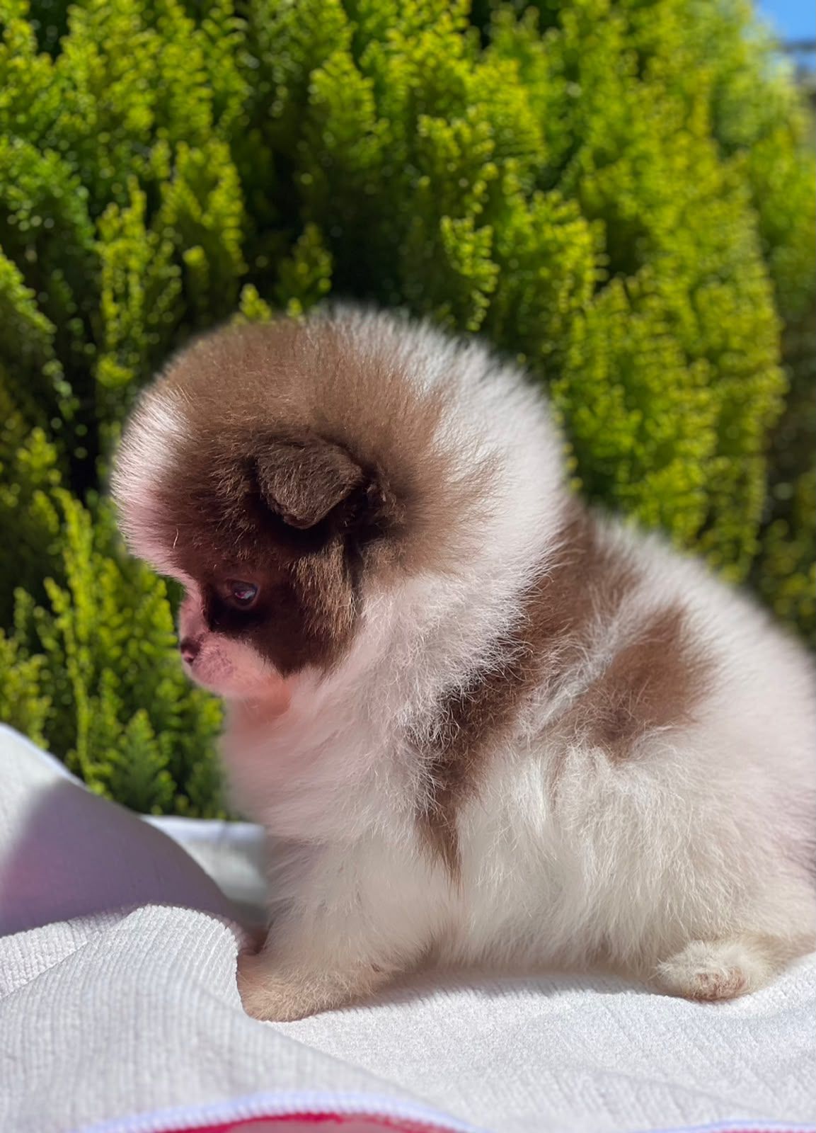 Pomeranian Party Color