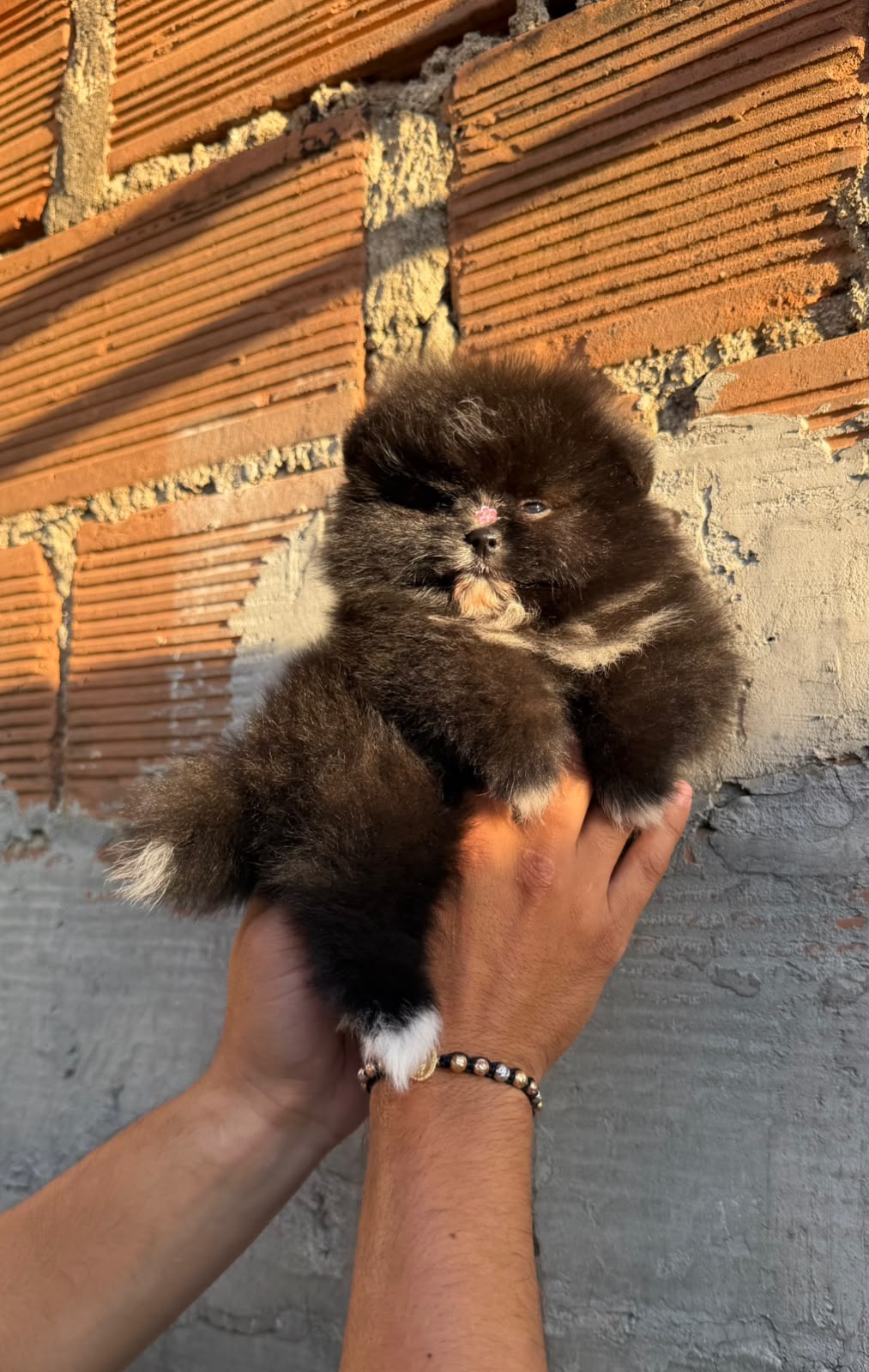 Pomeranian Party Color