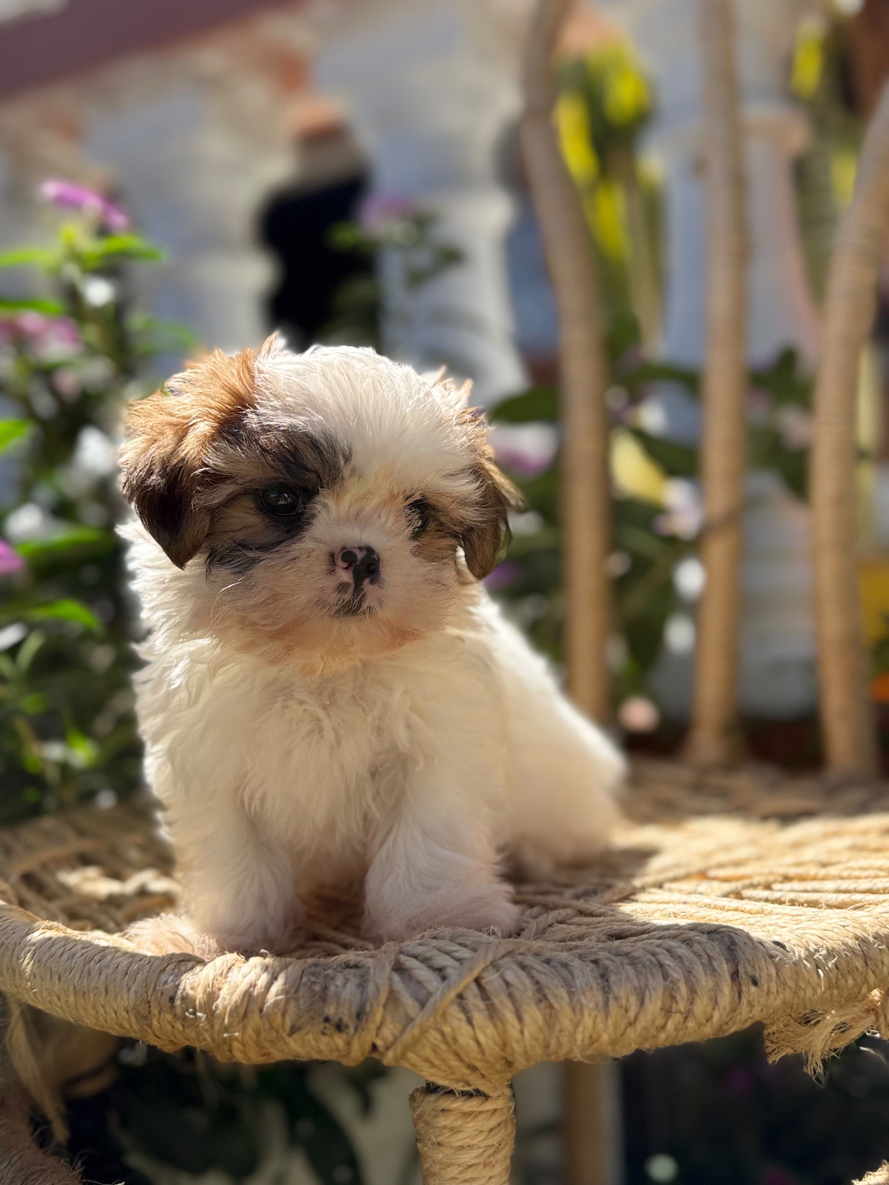 Shih-tzu Party Color
