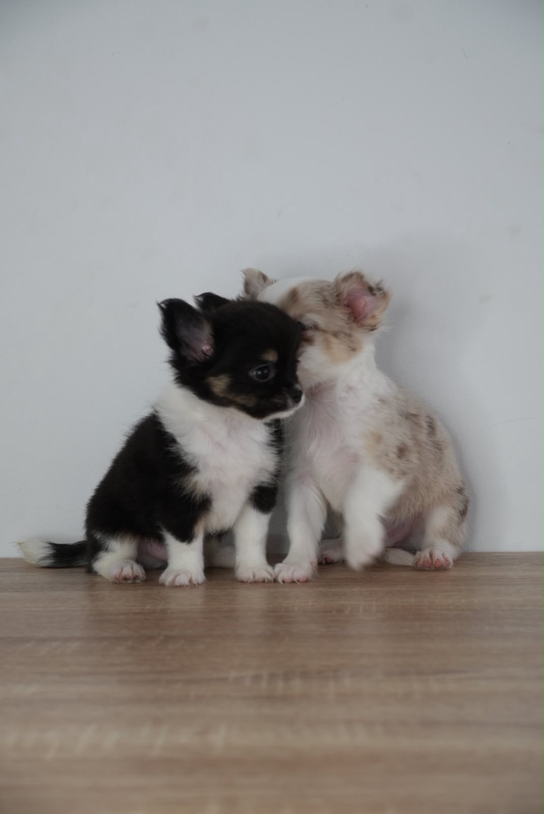 Chihuahua Choco Merle