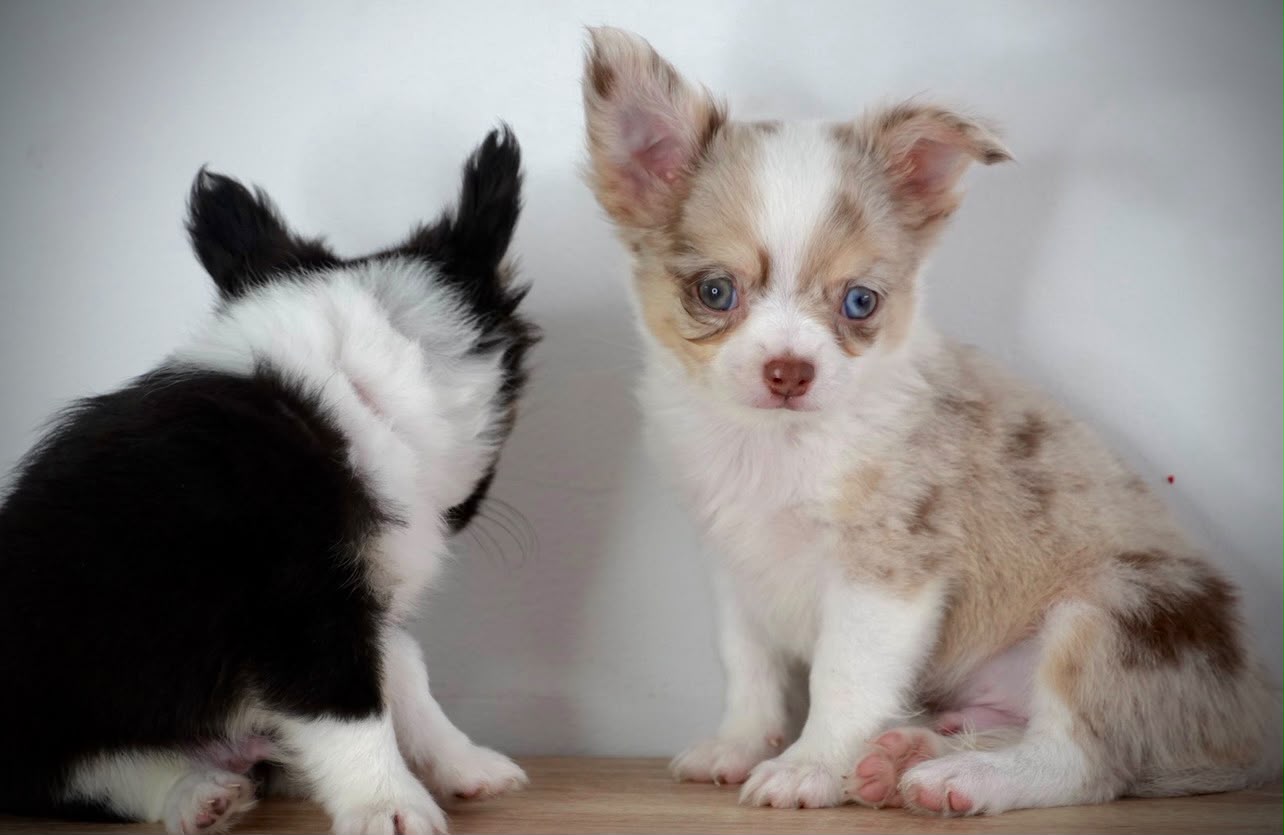 Chihuahua Choco Merle