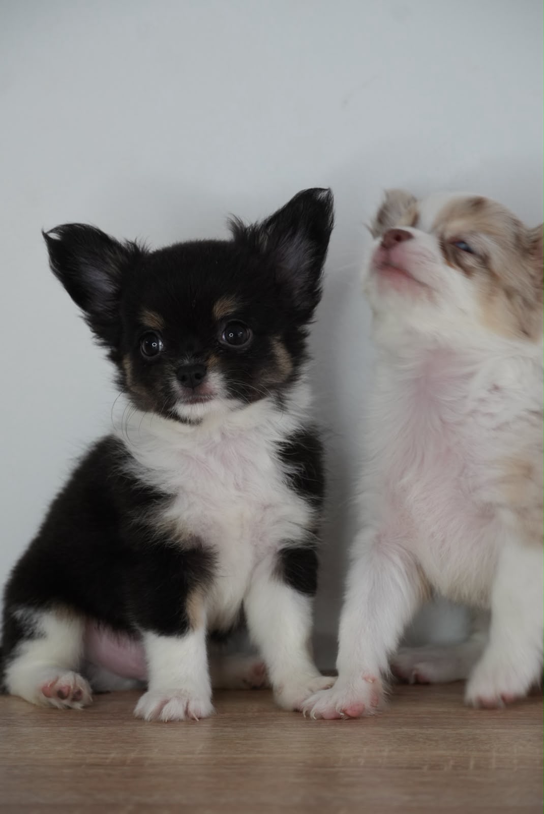 Chihuahua Choco Merle